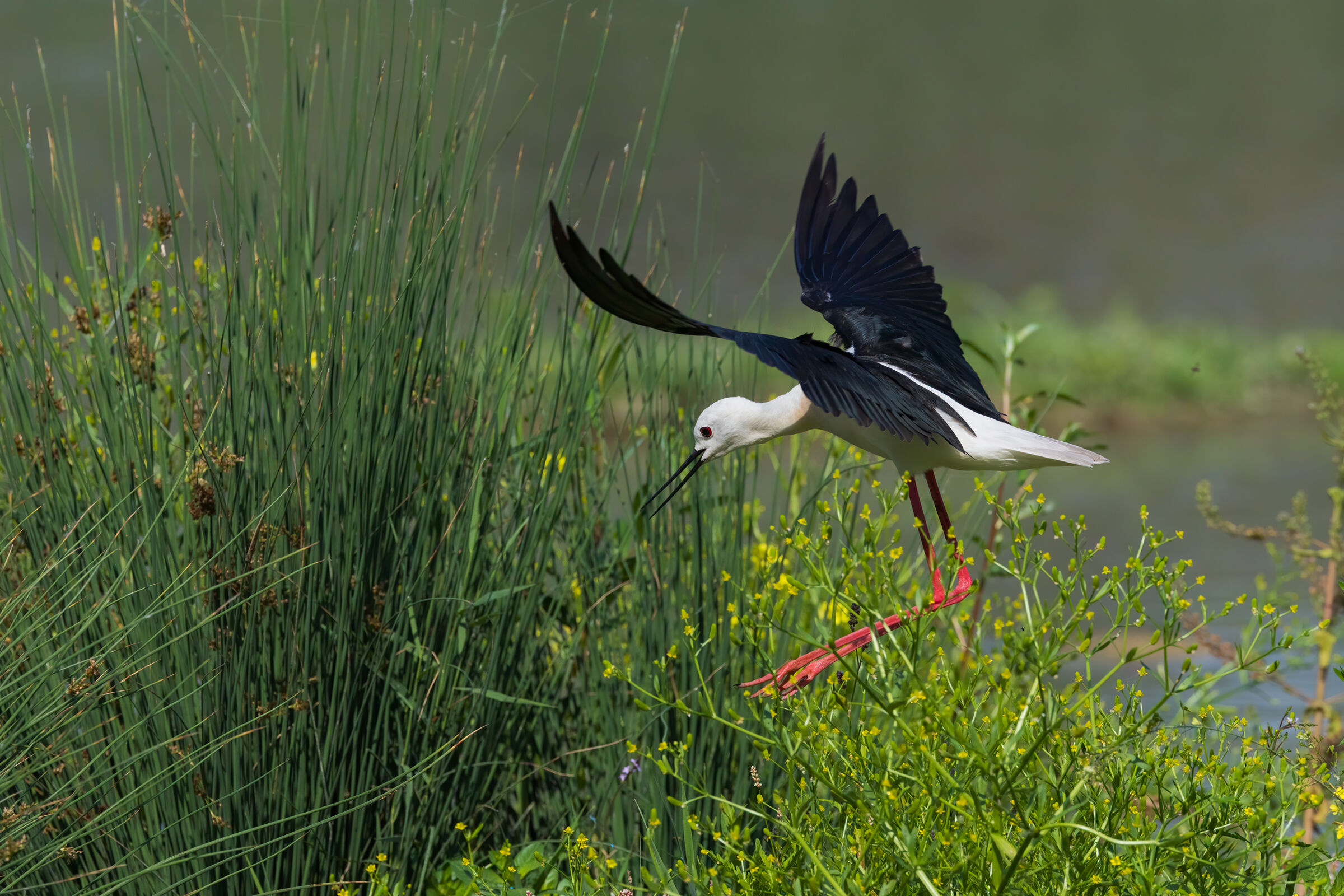 Cavaliere ambientato