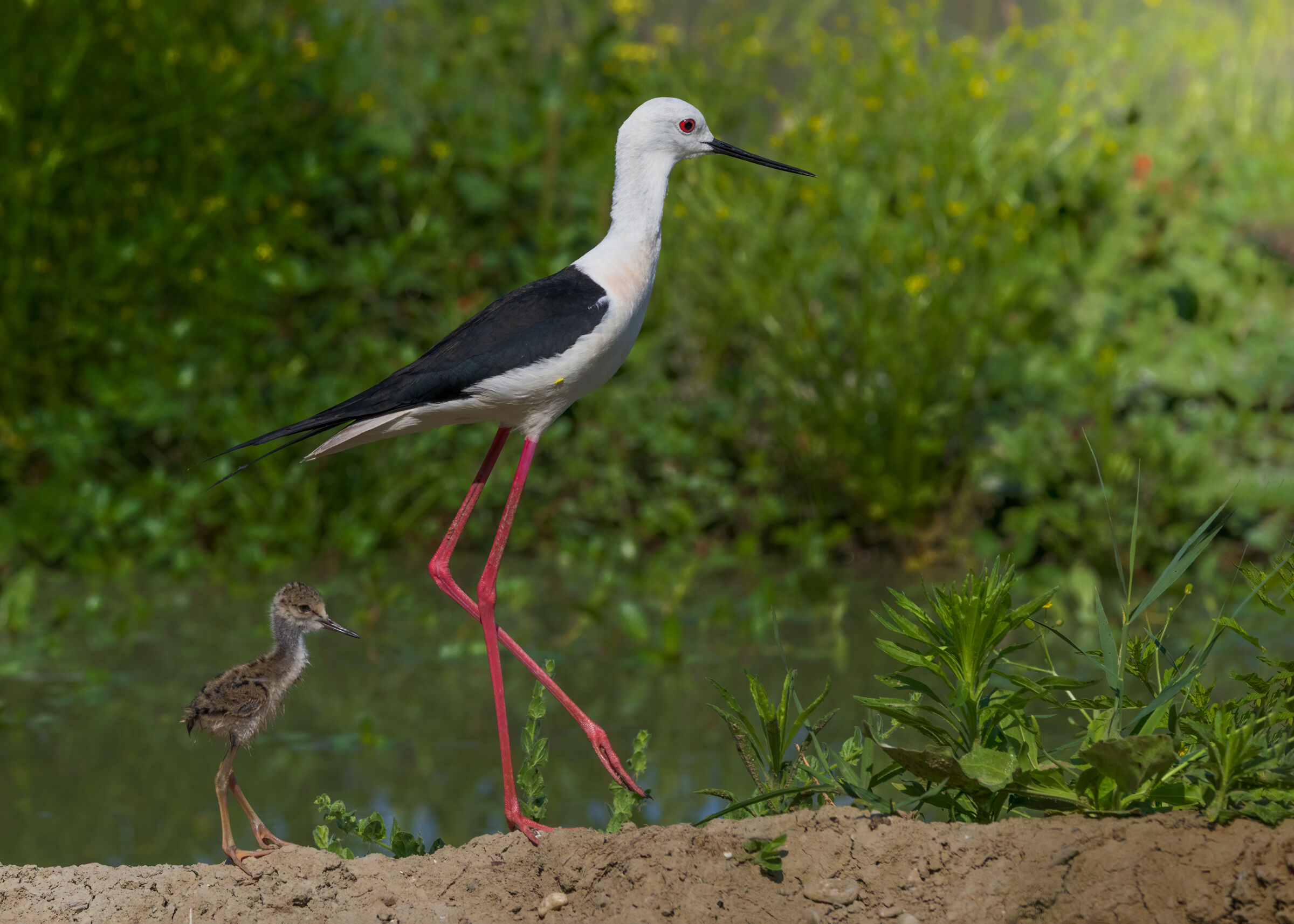 Crescere seguendo le orme dei genitori...