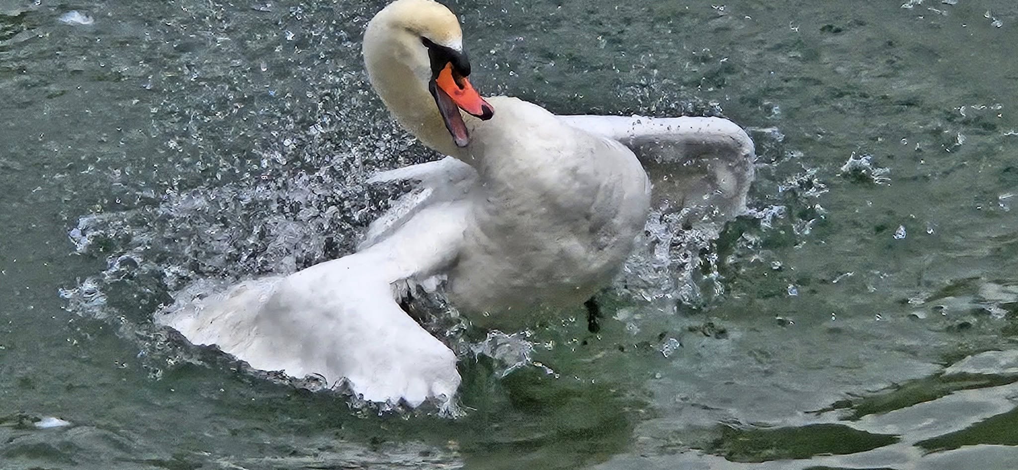 Water splash ...