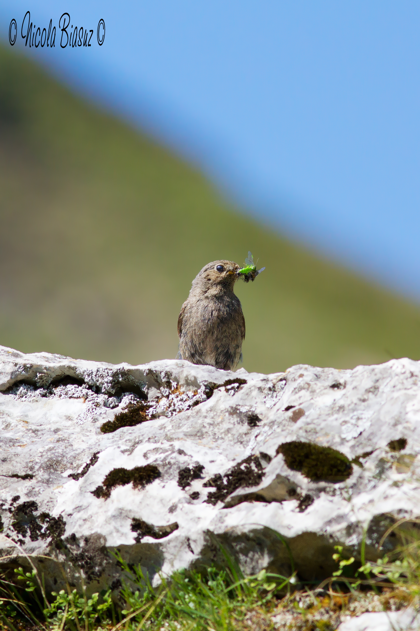 Wheatear female