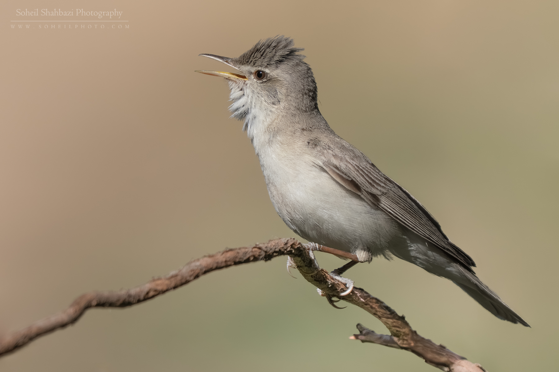 Eastern olivaceous warbler