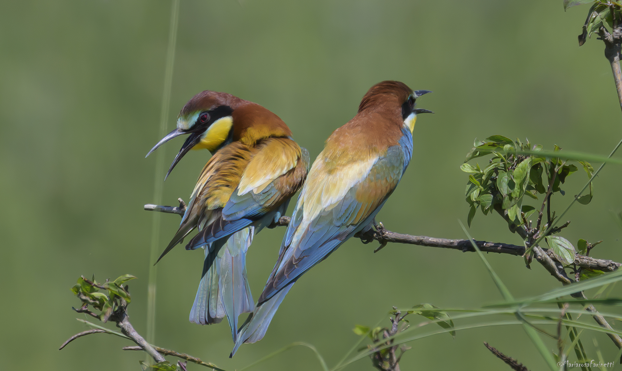 incomprensioni tra Gruccioni