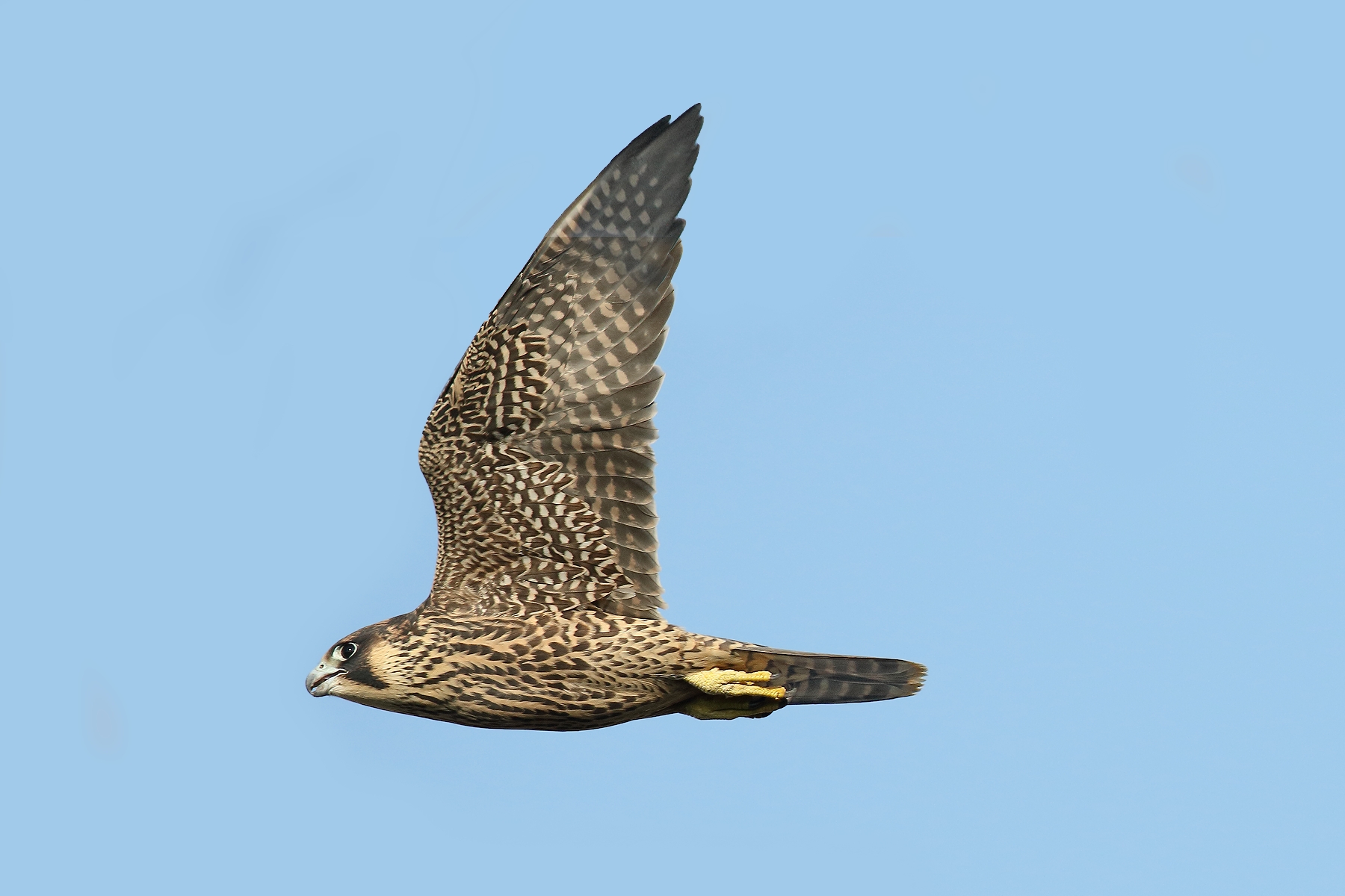 Peregrine