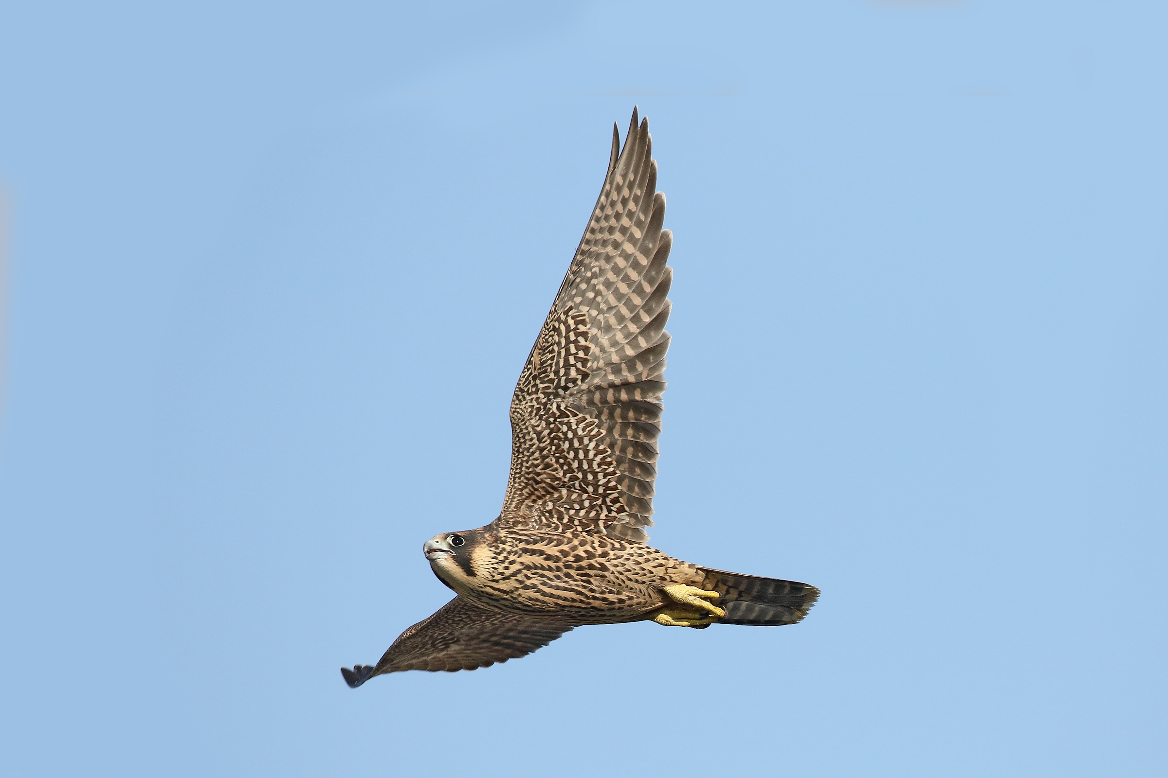 Peregrine
