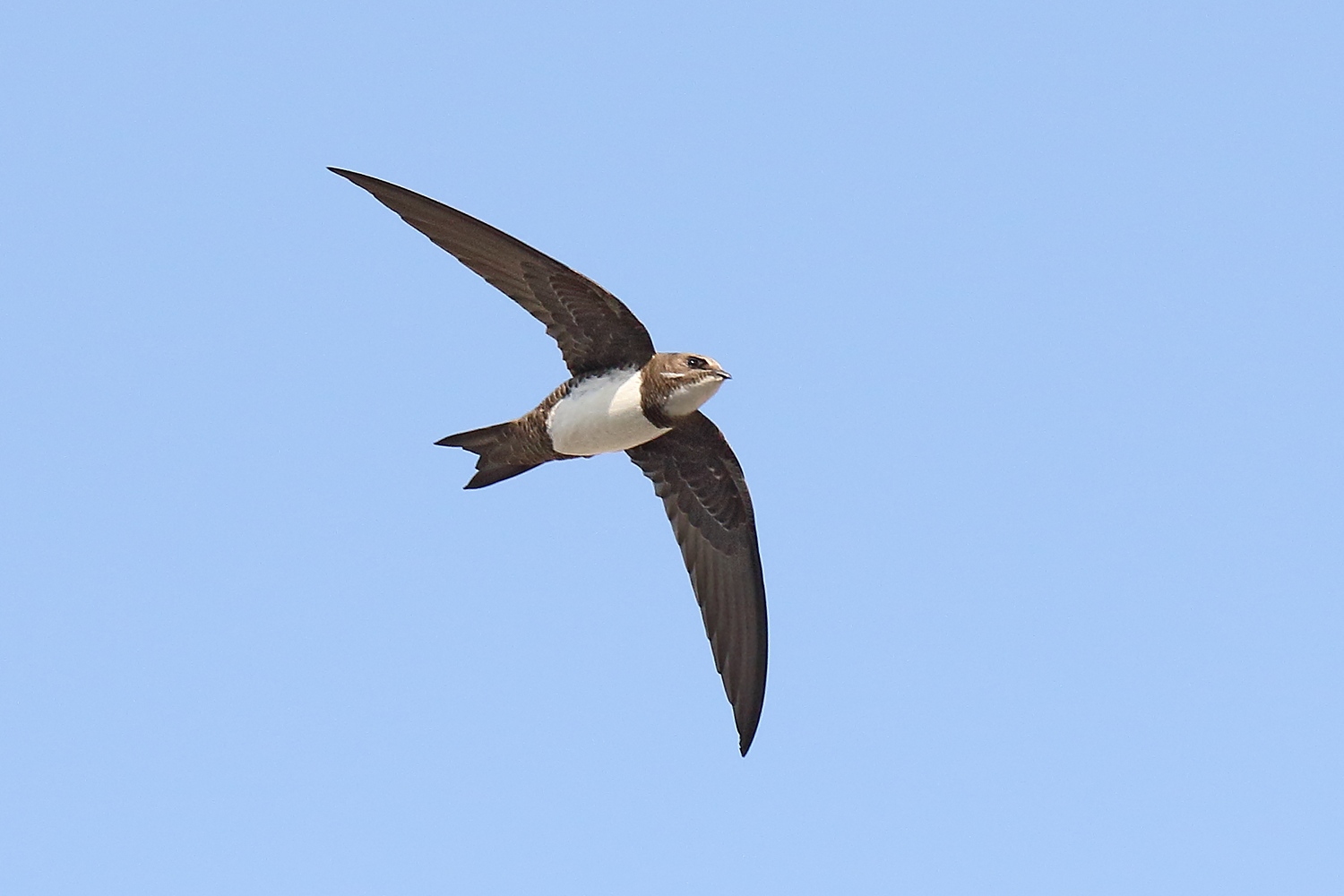 Alpine swift