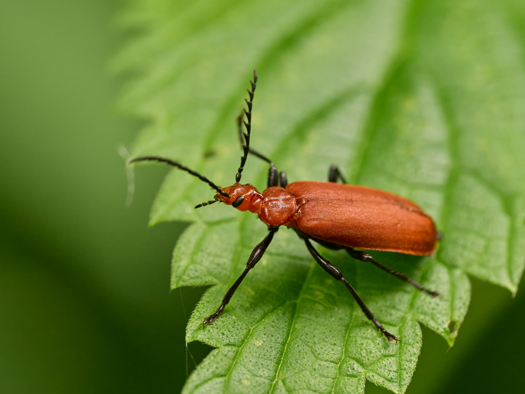 Pyrochroa serriatcornis