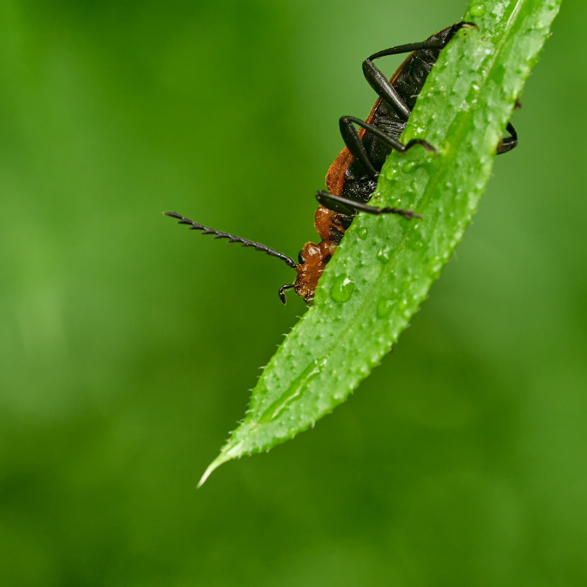 Pyrochroa serritacornis 2
