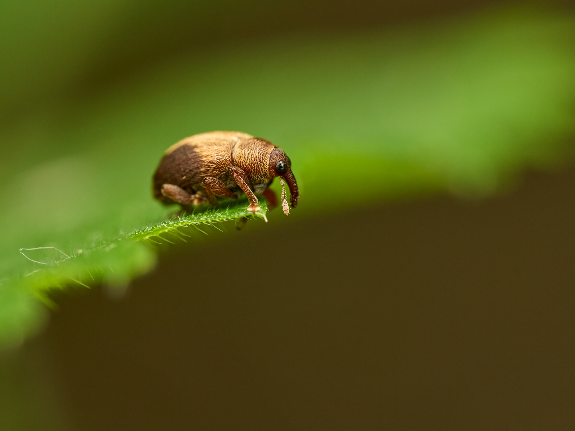 Lignyodes enucleator