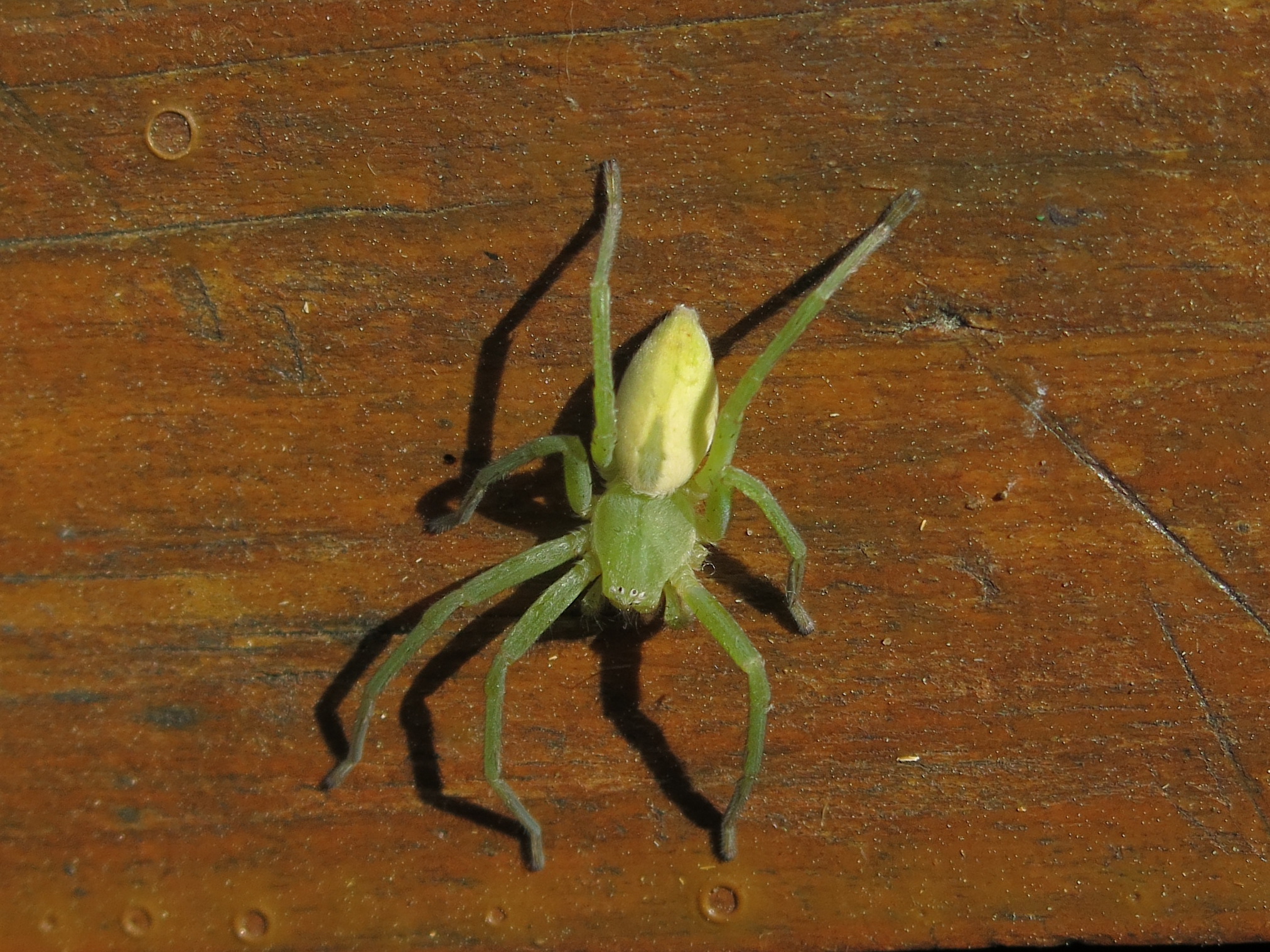 Micrommata virescens