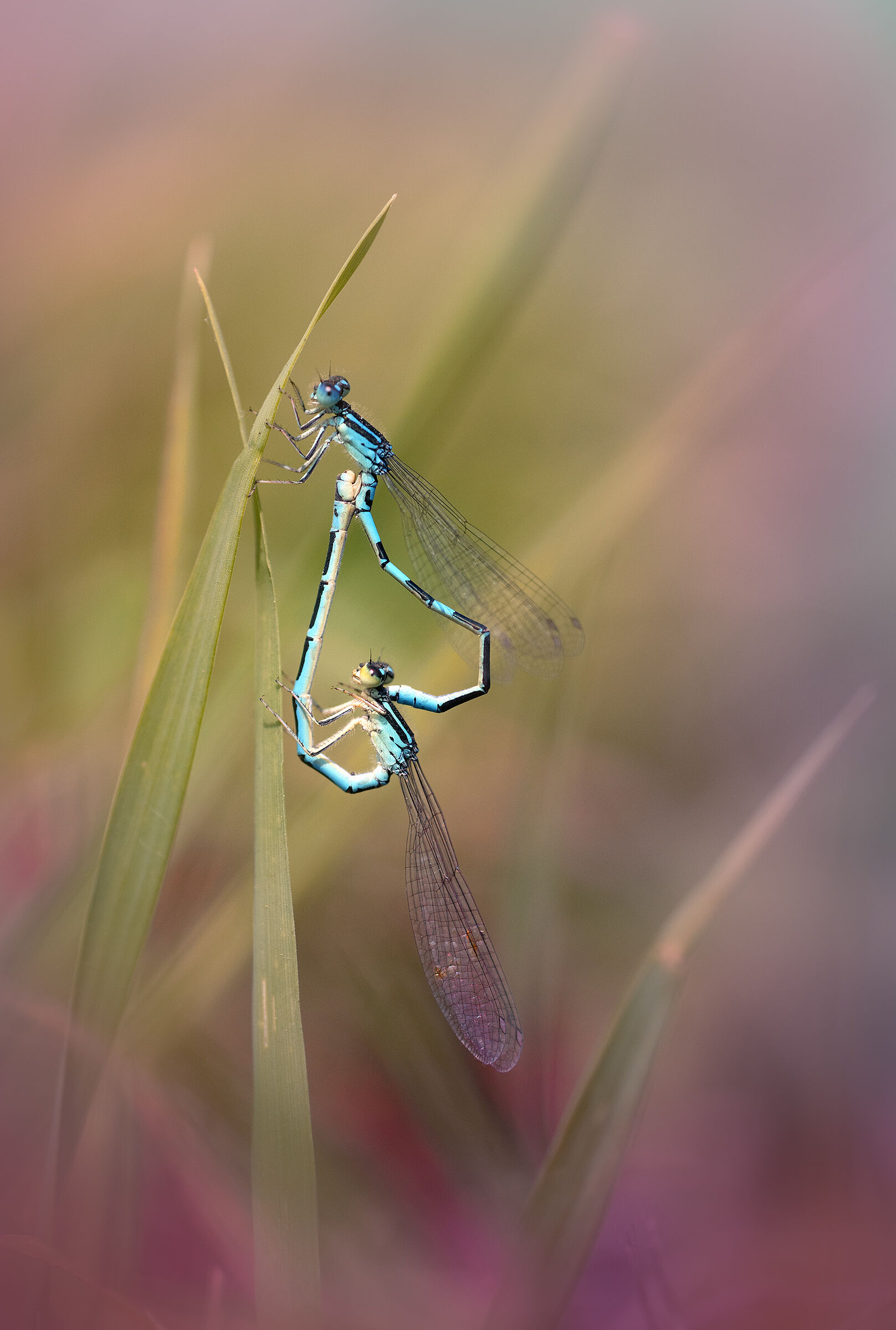 Coenagrion scitulum - mating