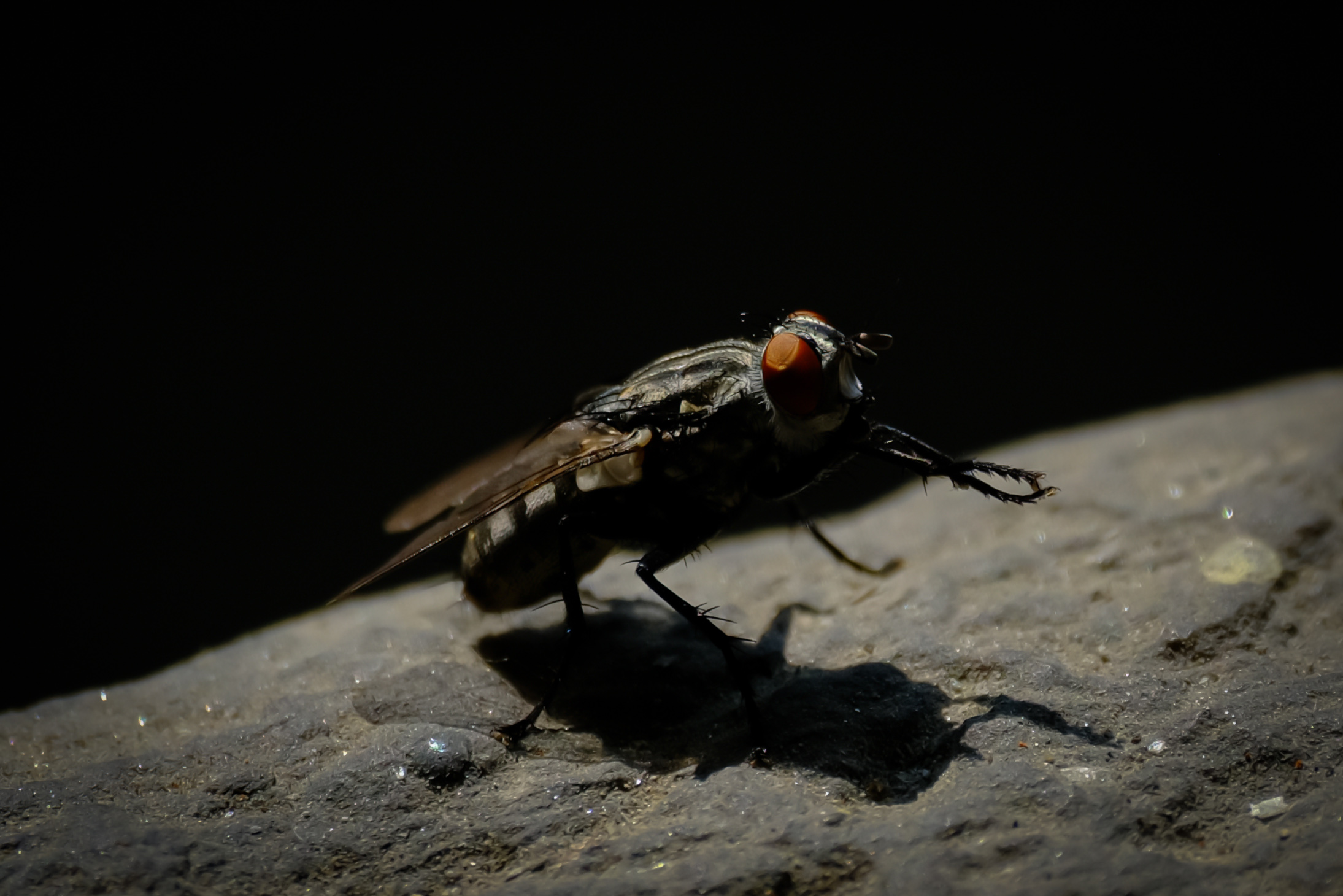 The fly