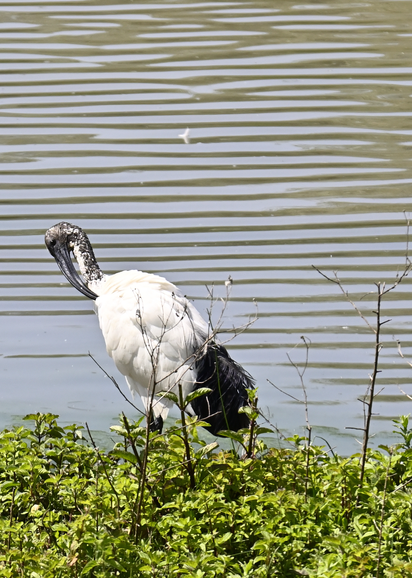 Ibis in toilette