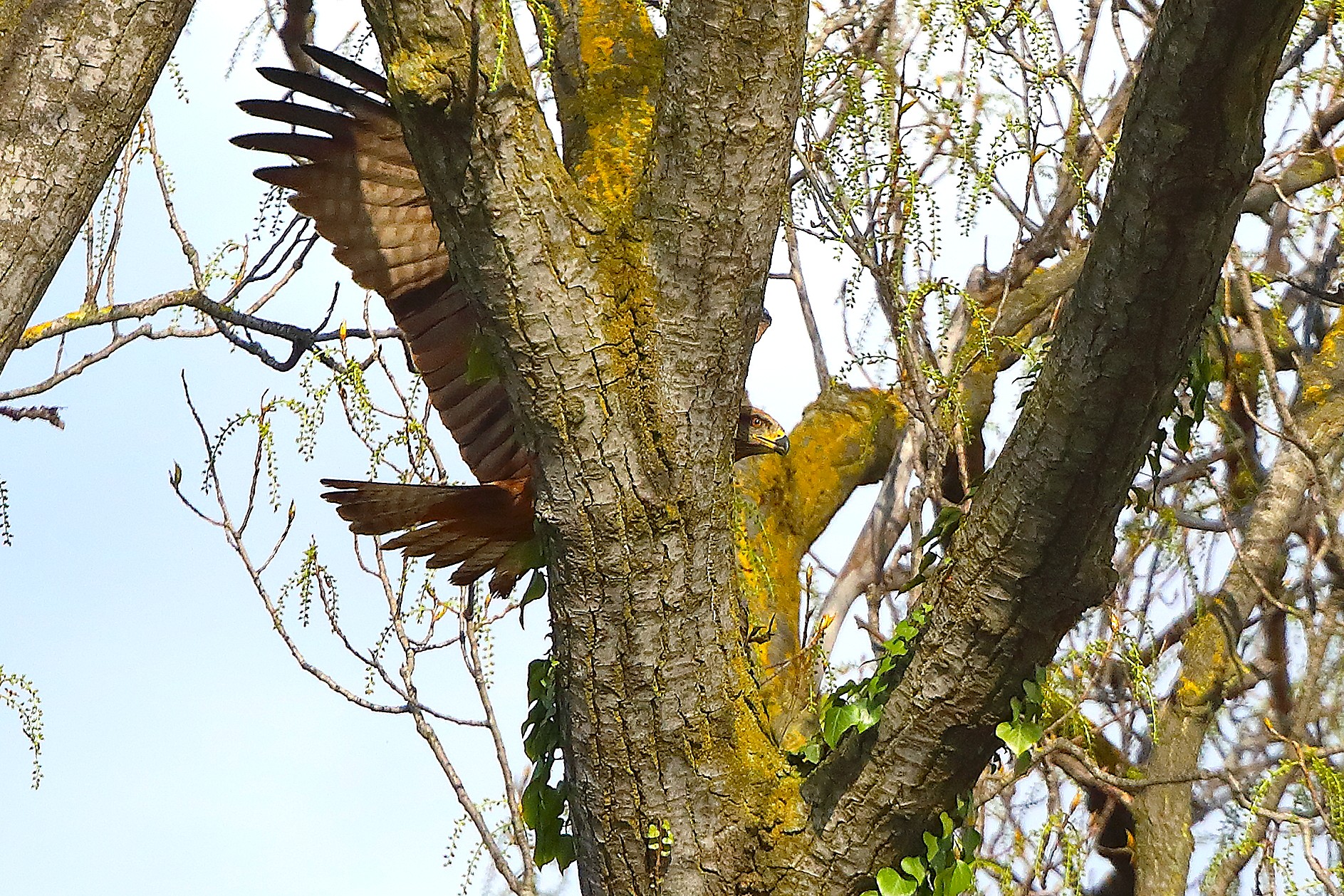 Nibbio bruno 29 marzo 2025 - 0138
