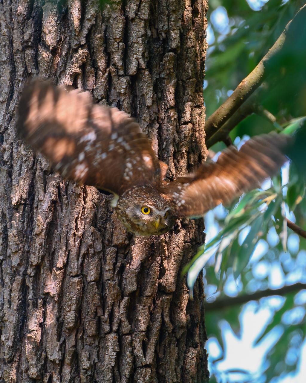 The flight from the nest