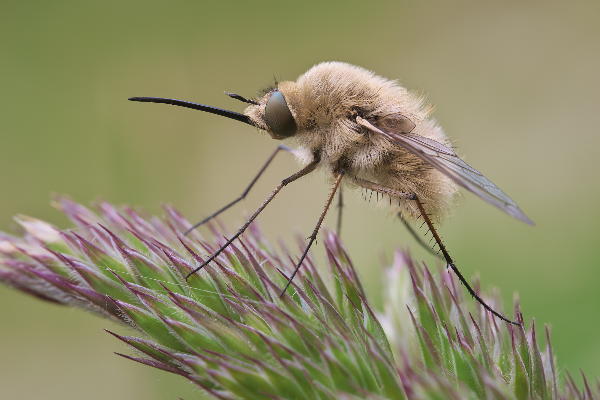 Bombylius posticus