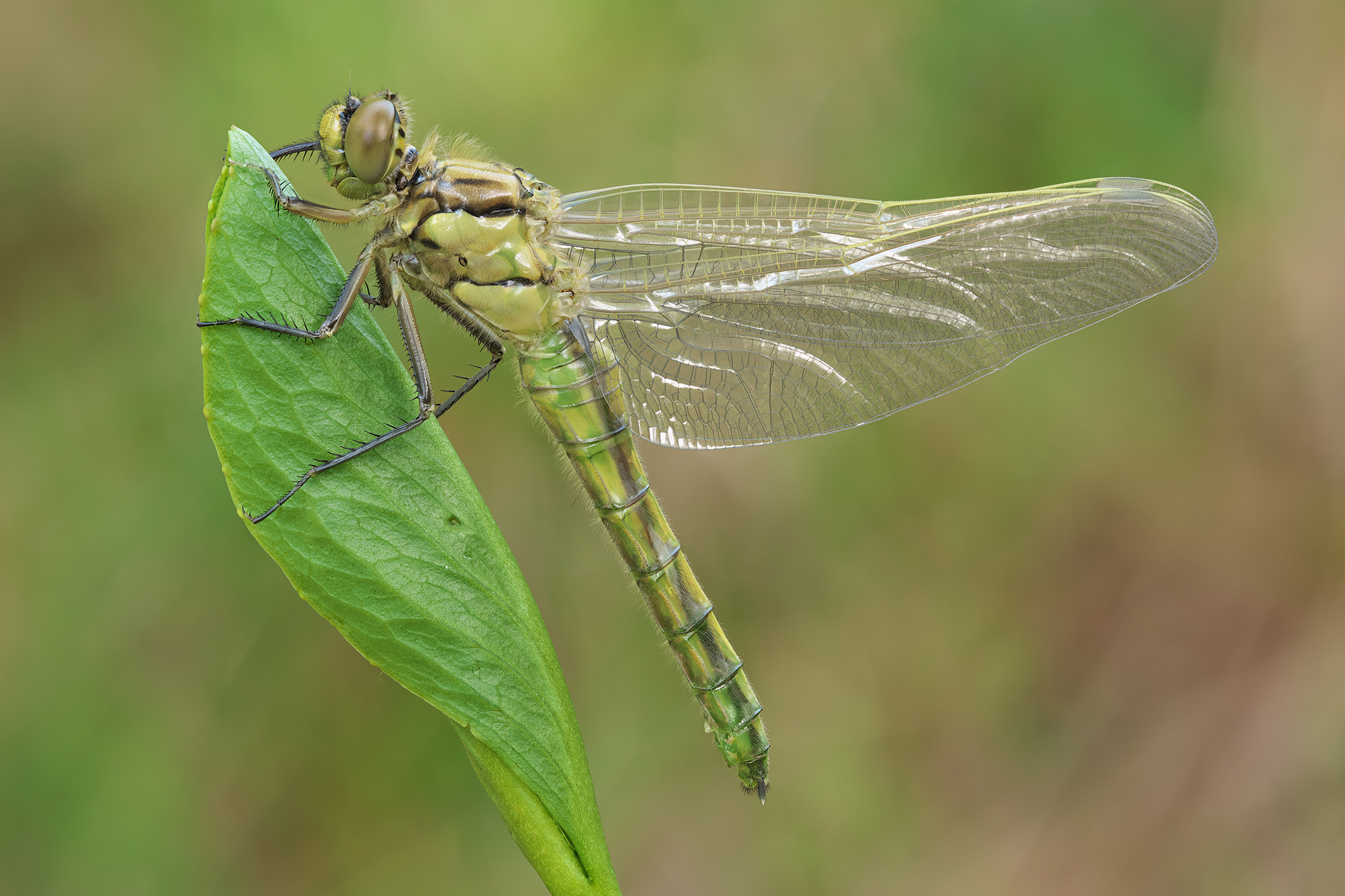 Orthetrum cancellatum