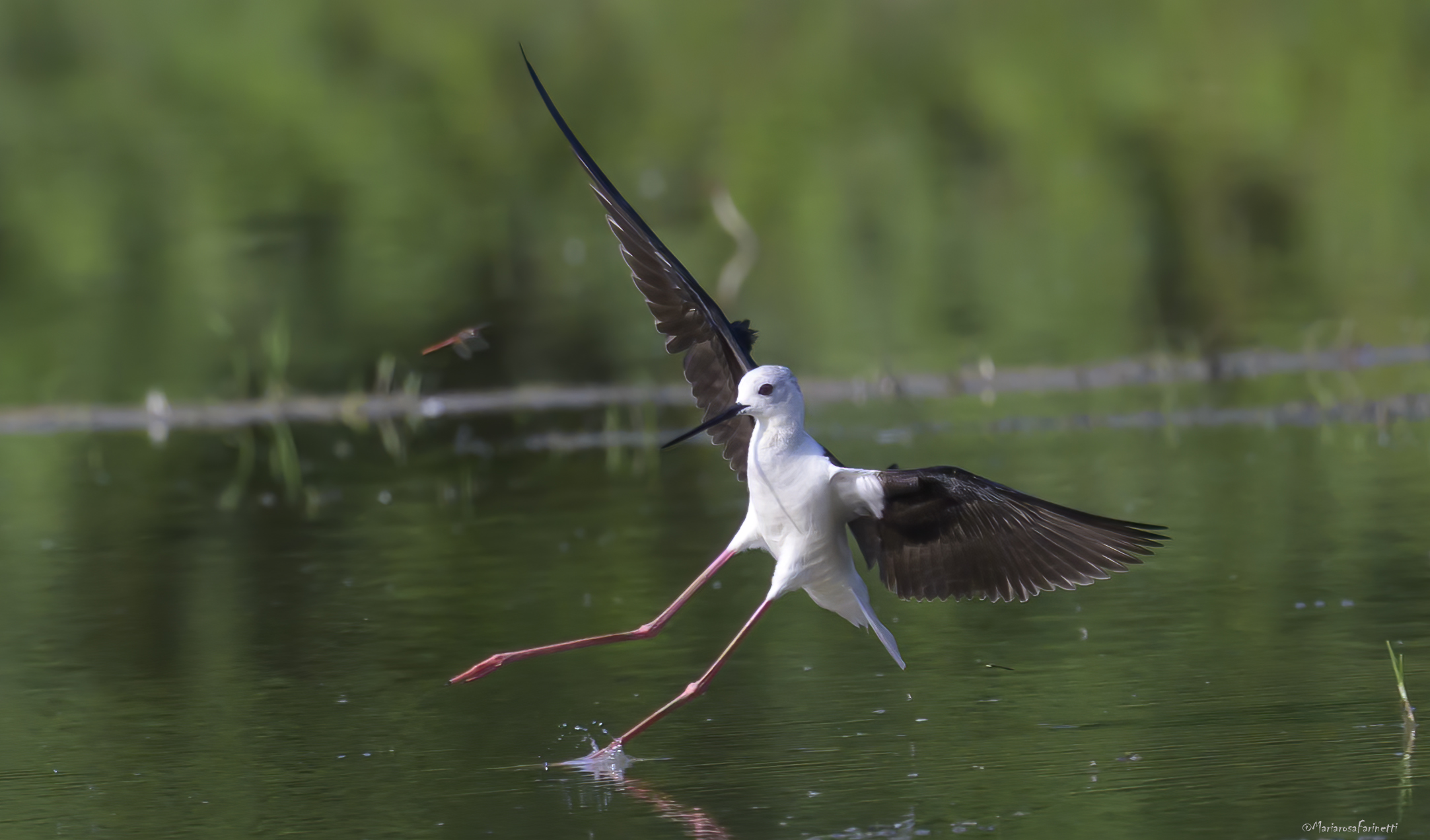 Cavaliere d'Italia e Libellula