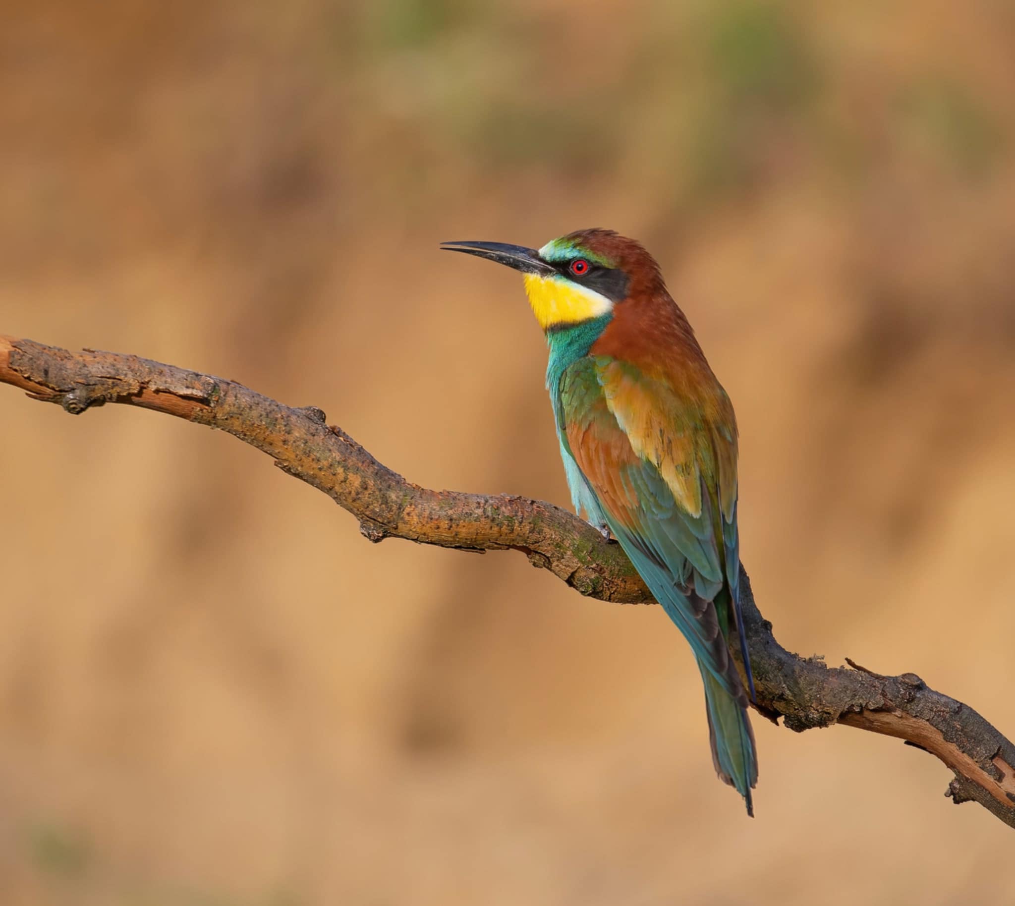 Merops Apiaster