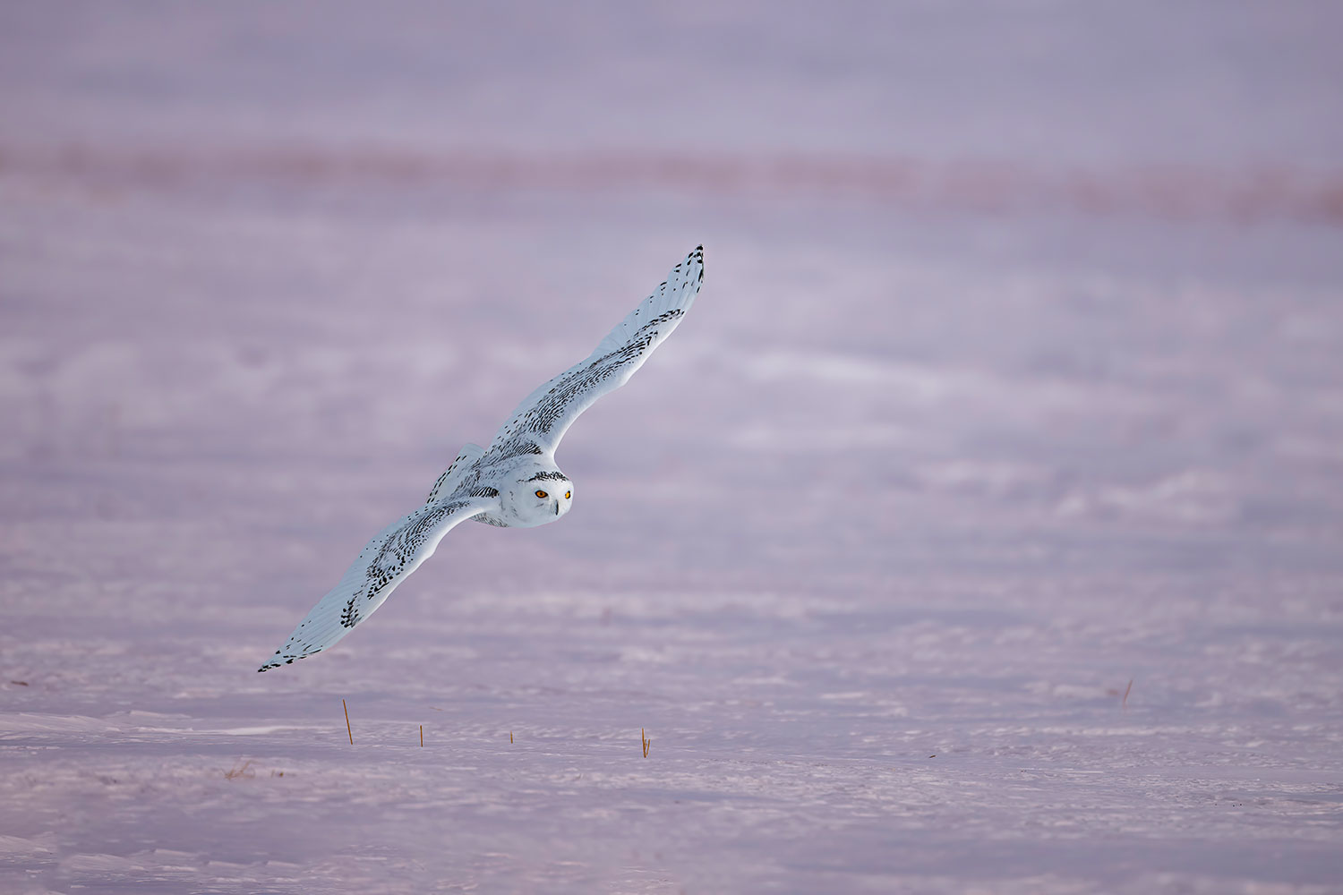 Snowy owl in flight at sunset