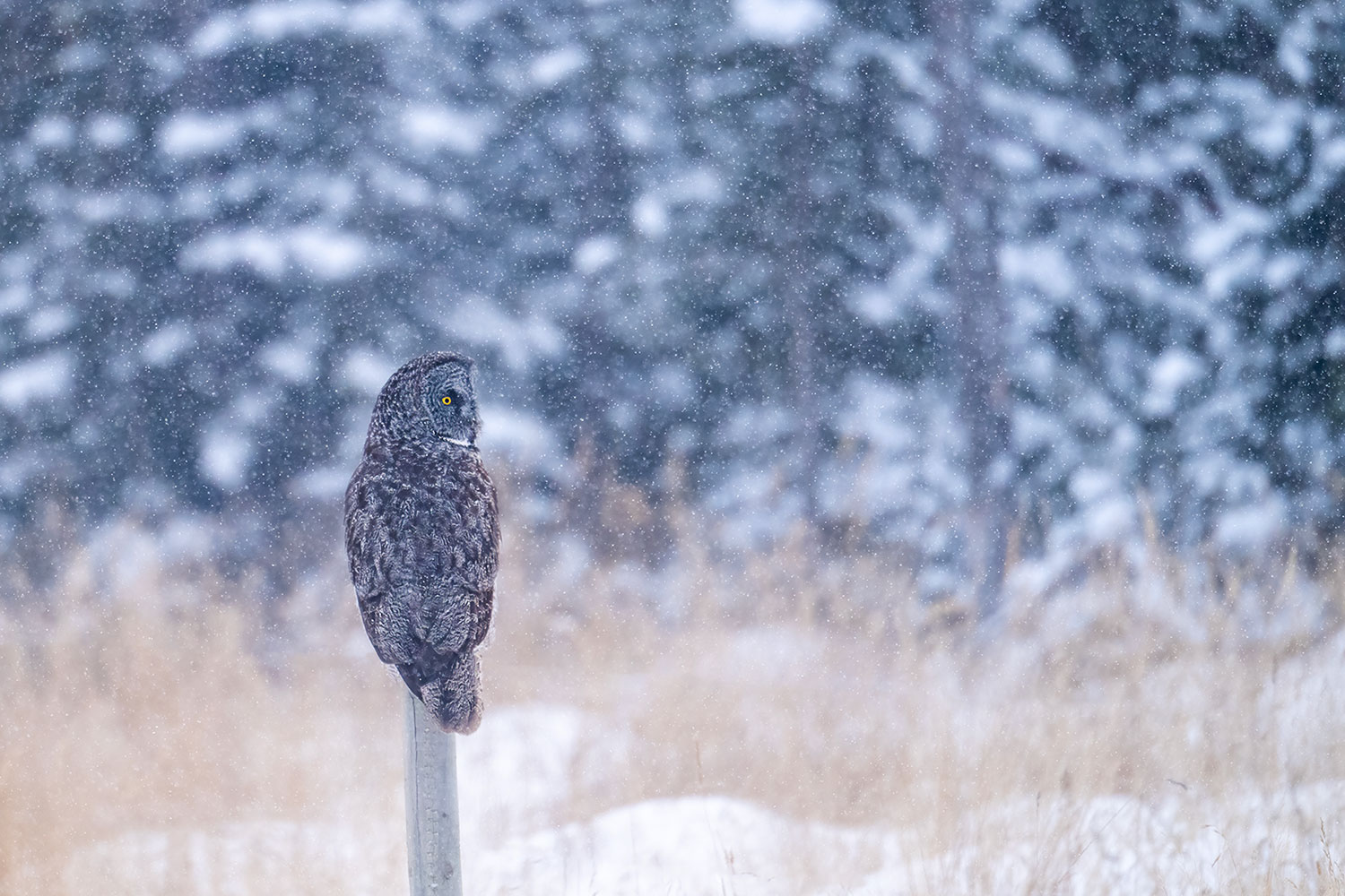 Lapland tawny owl