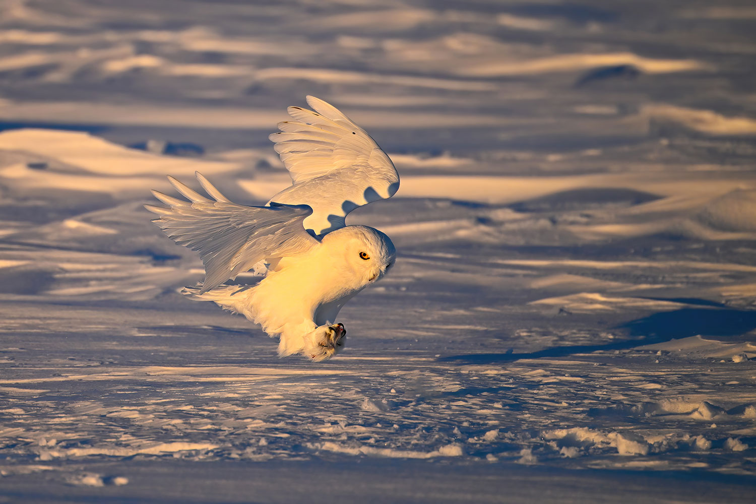 Snowy owl hunting at sunset