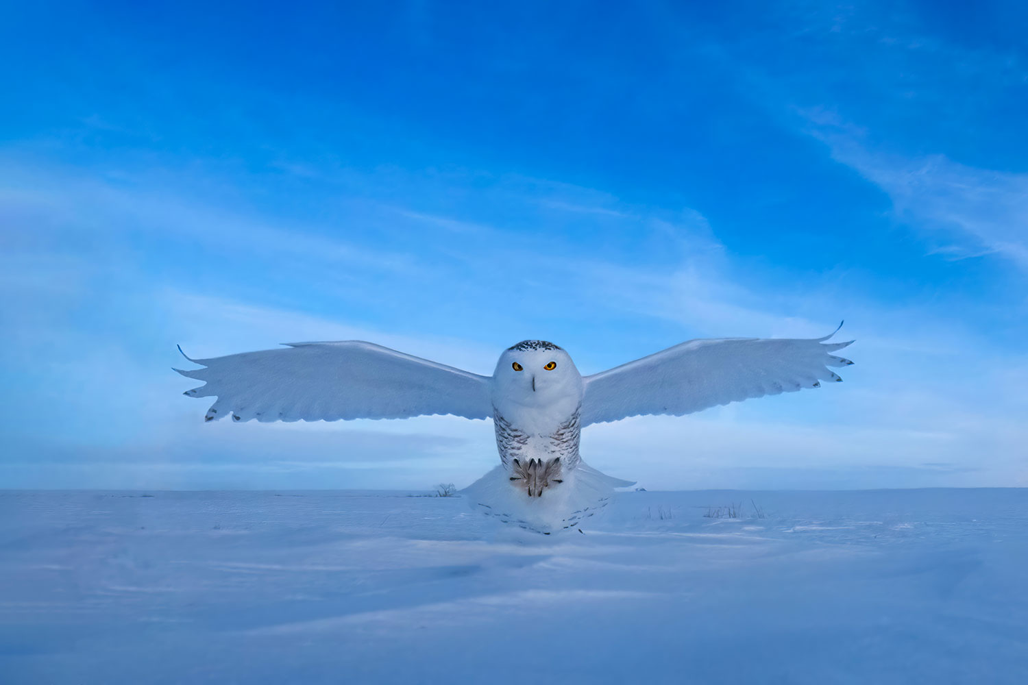 L'Attacco del gufo delle nevi