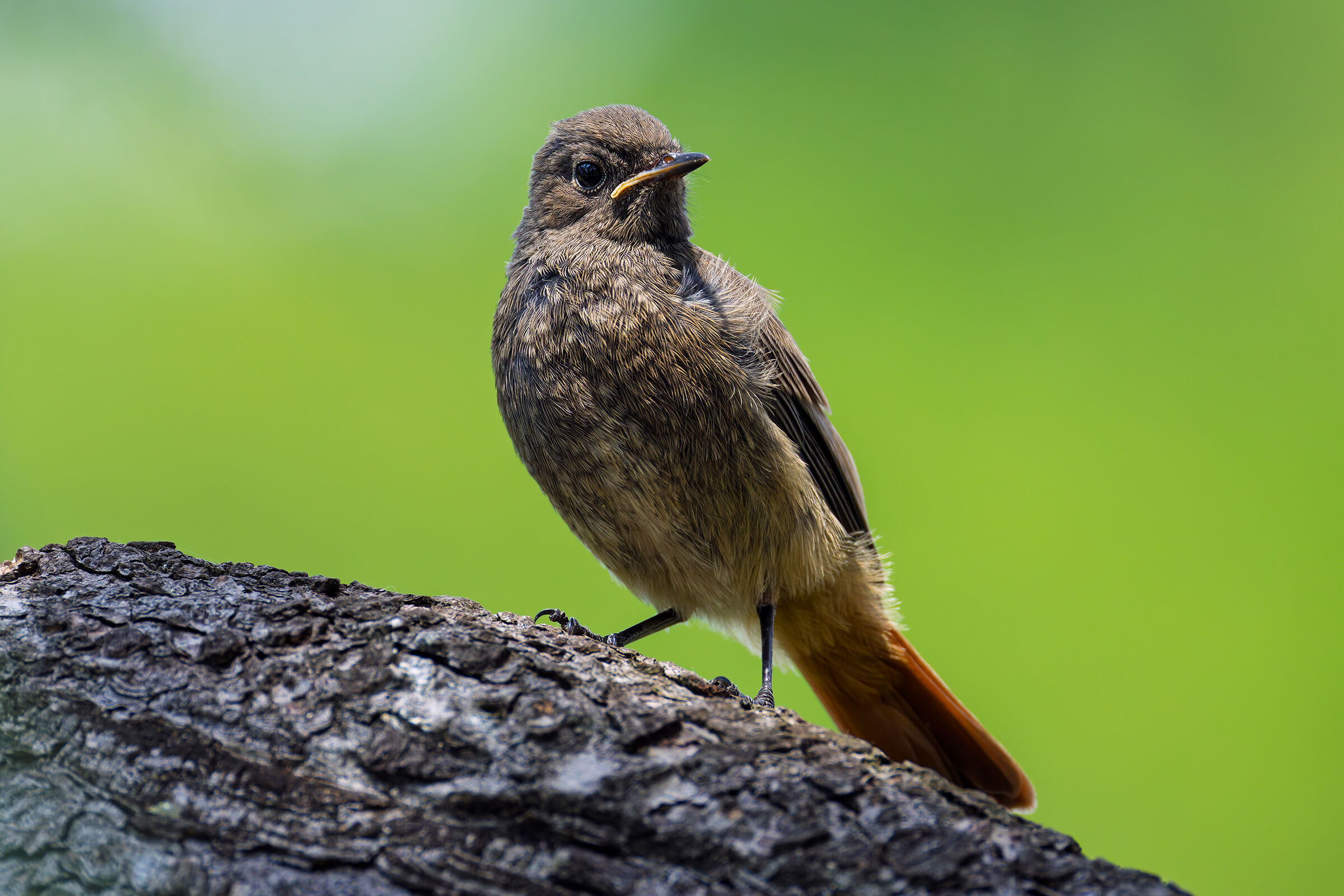 Chimney sweep Redstart Juv.