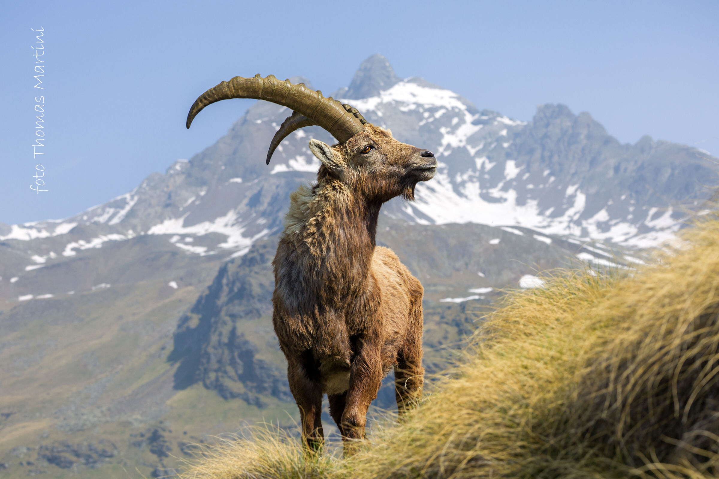 Il re e le sue montagne