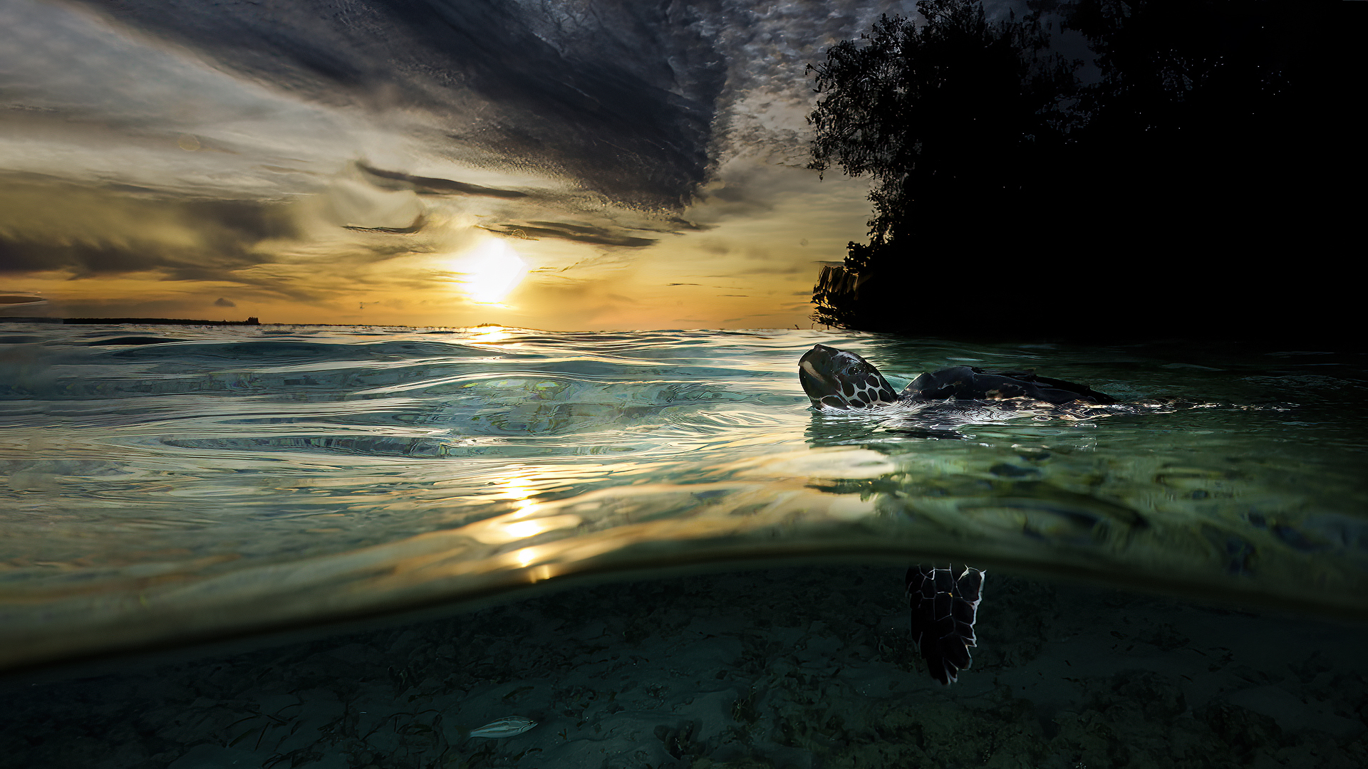 Embricate turtle at sunrise