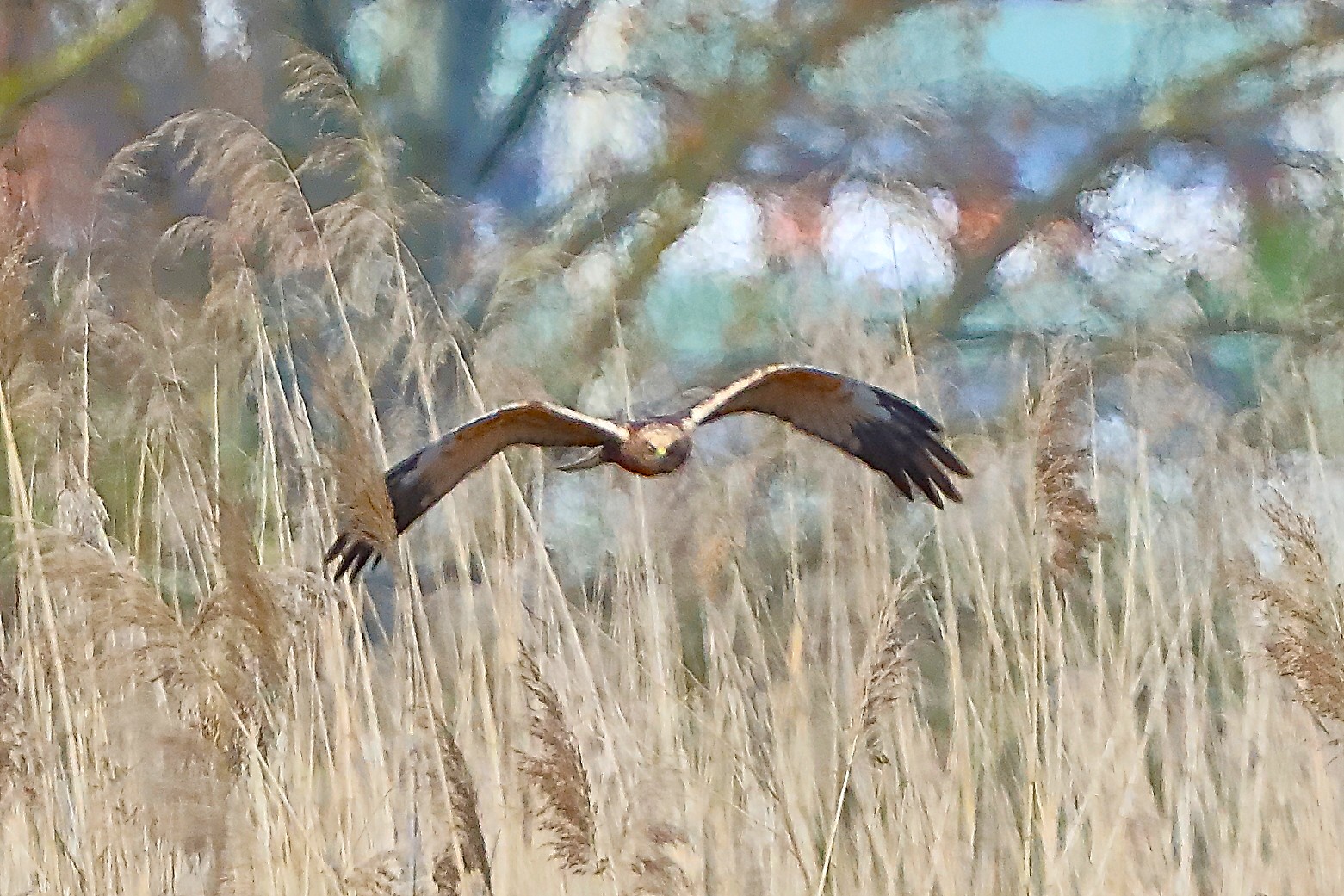 Falco di palude 05 aprile 2025 - 0227