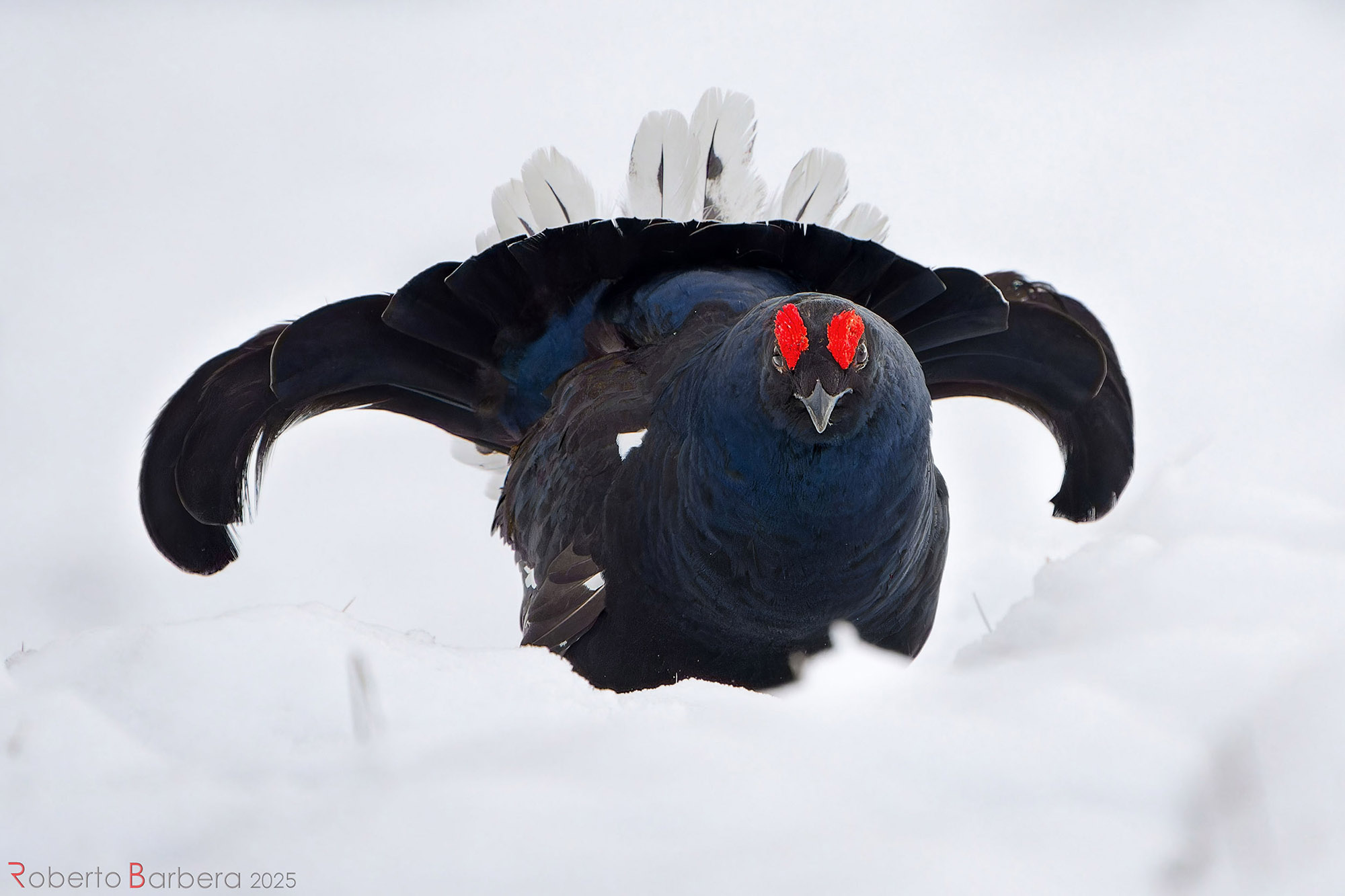 Gallo forcello in parata d'amore