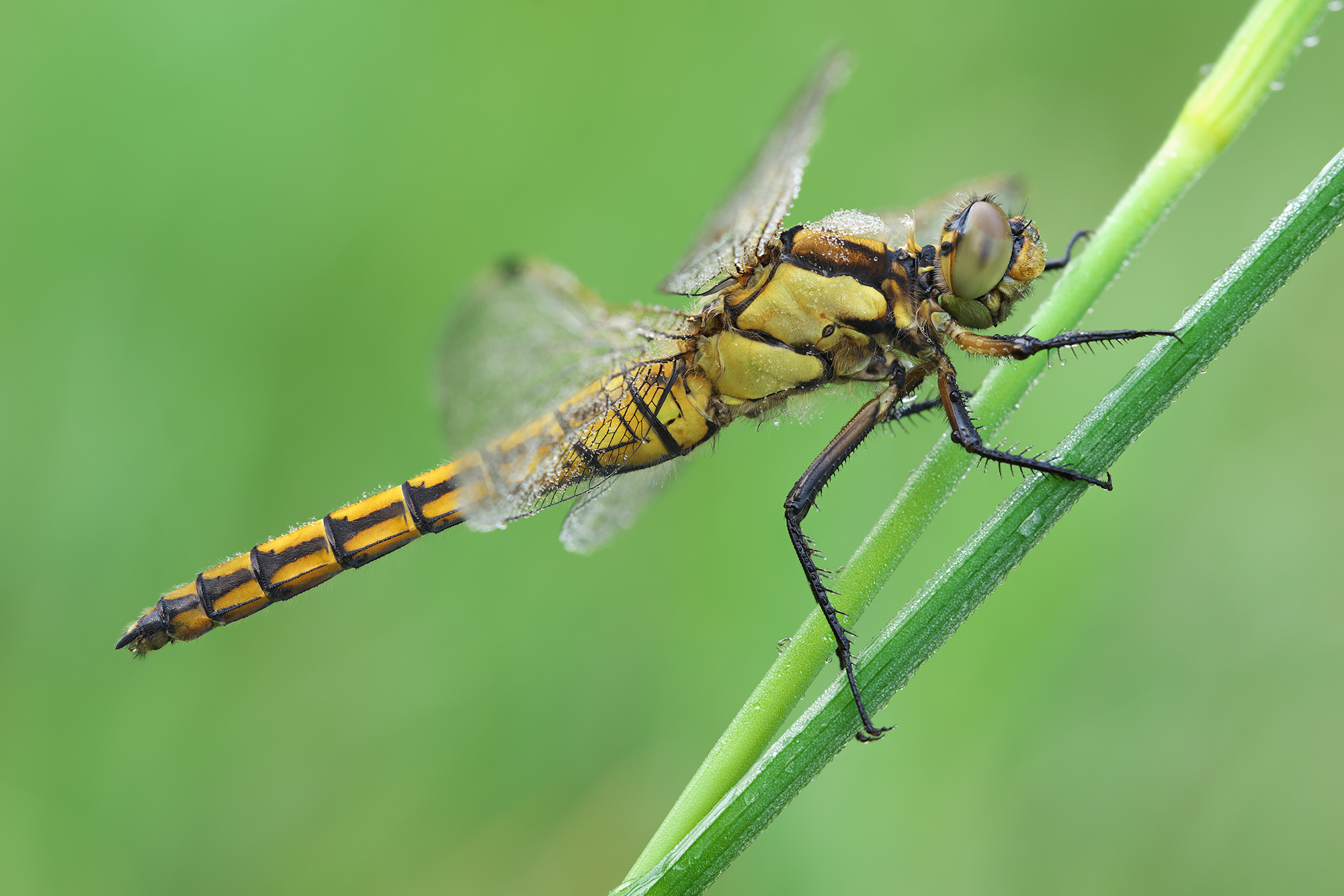 Orthetrum cancellatum