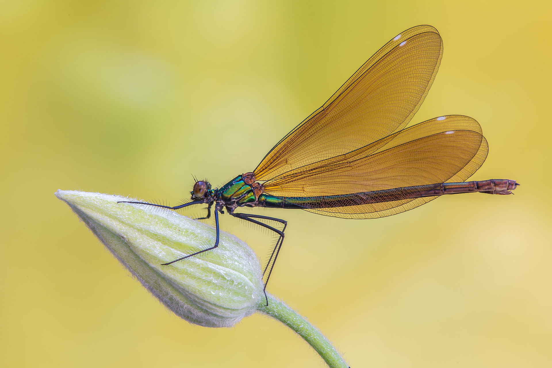 Calopteryx virgo