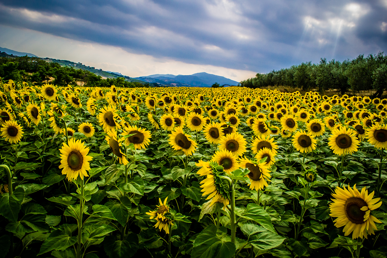 Mille splendidi soli