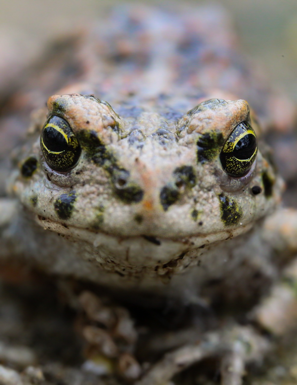 Emerald toad (Bufotes viridis)