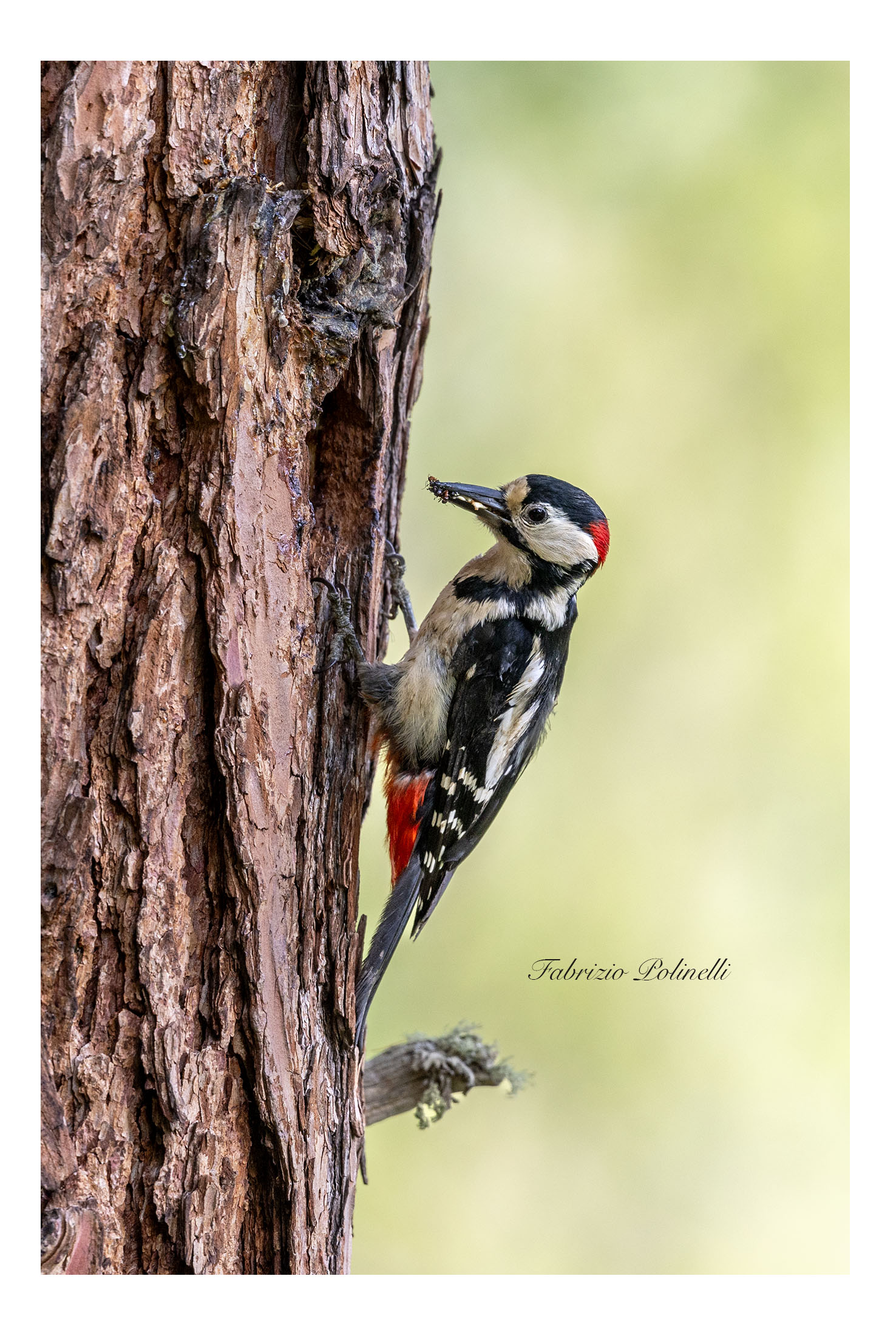 Great Spotted Woodpecker