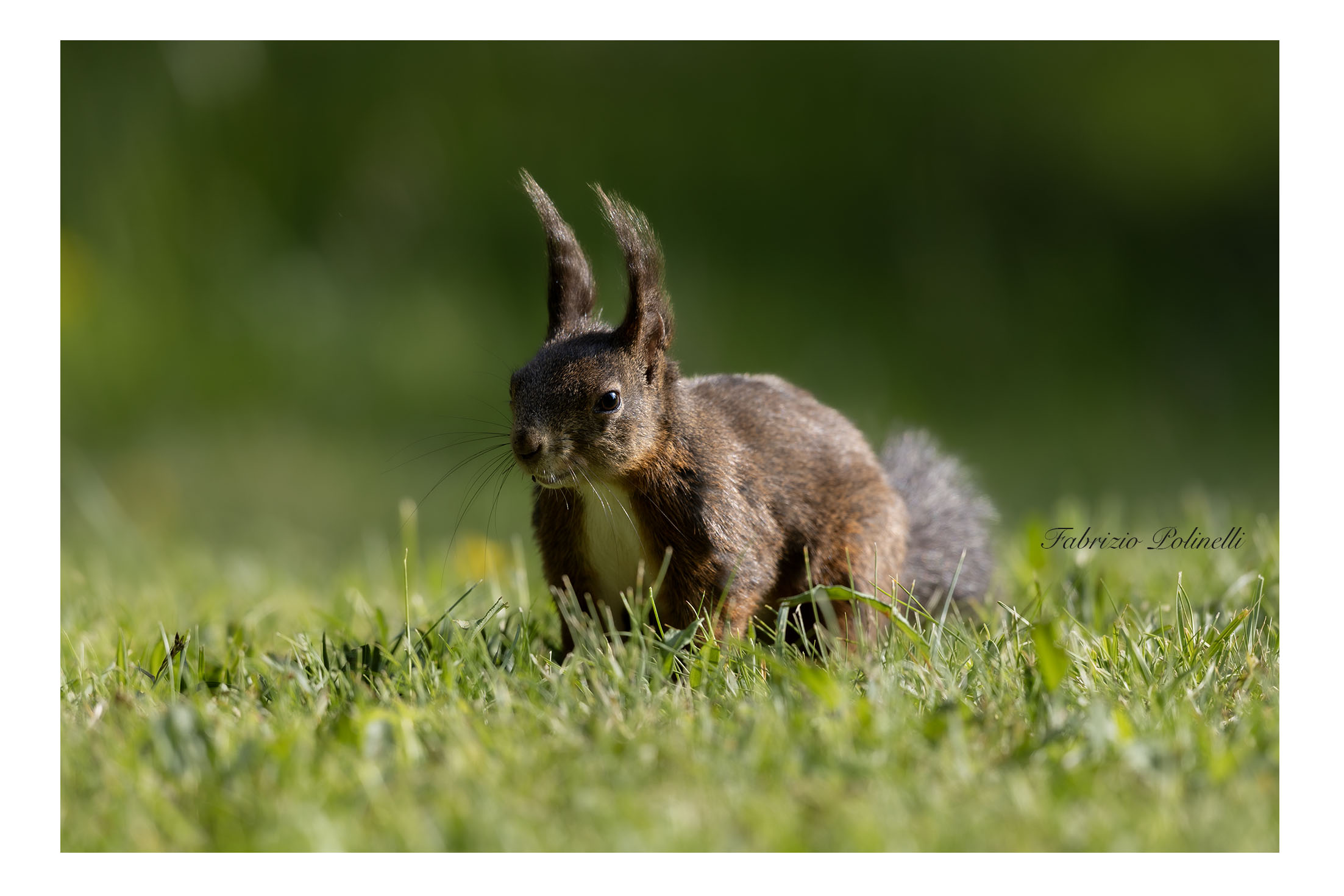 Red squirrel