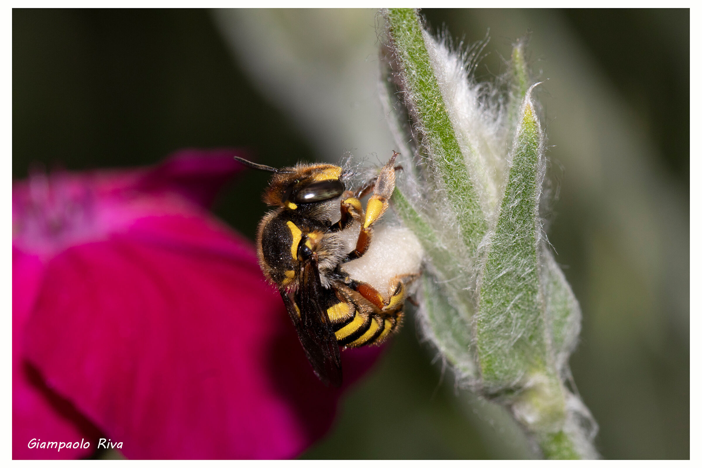 Ape cardatrice che raccoglie la lanugine