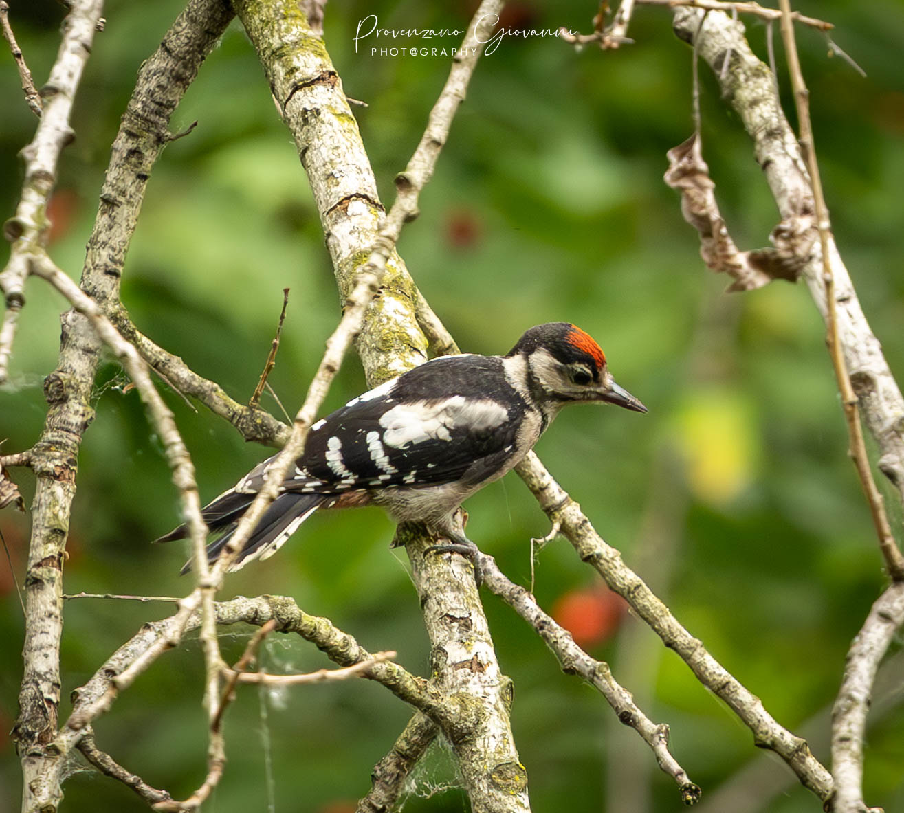 Great spotted woodpecker