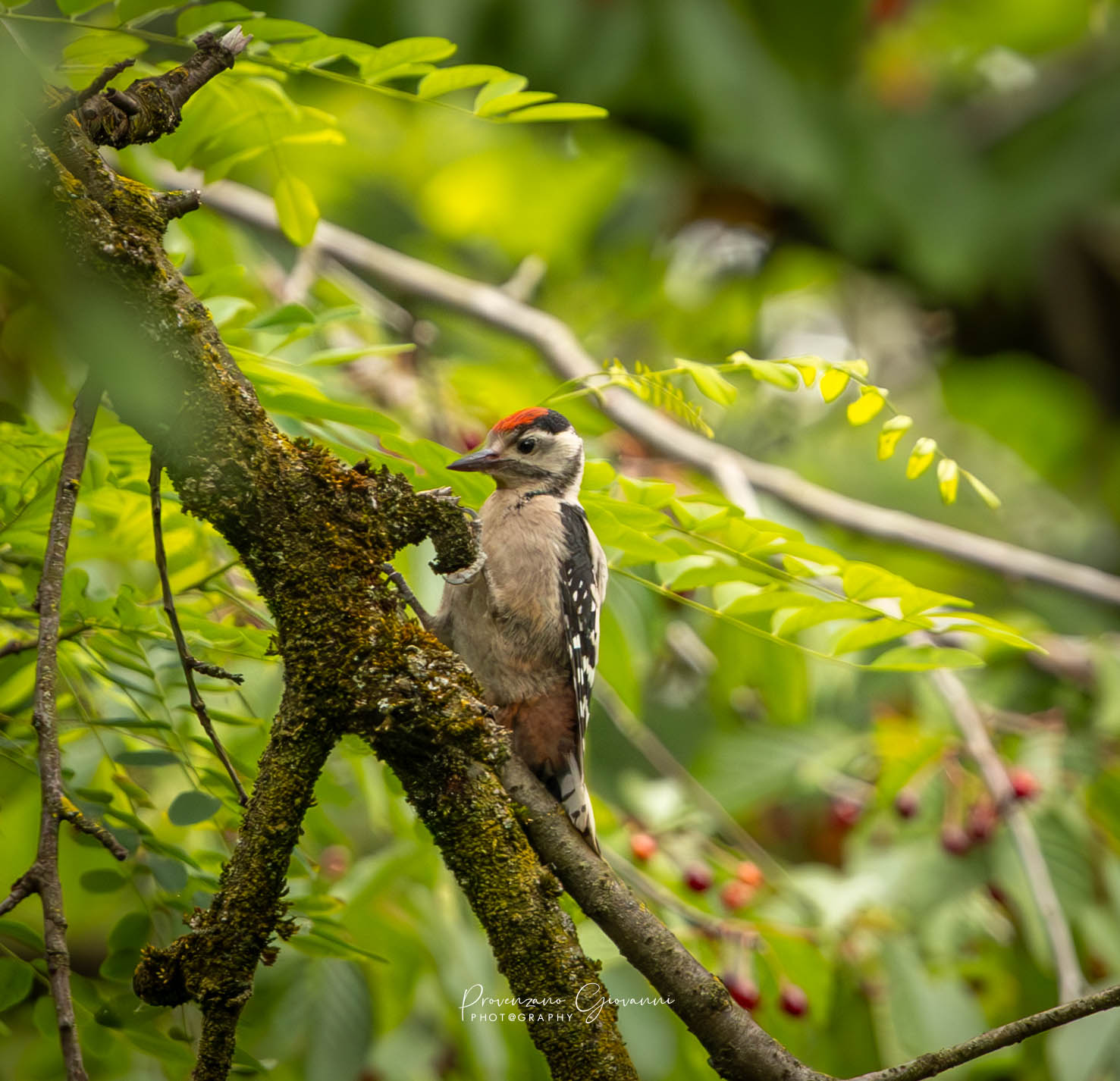 Great spotted woodpecker