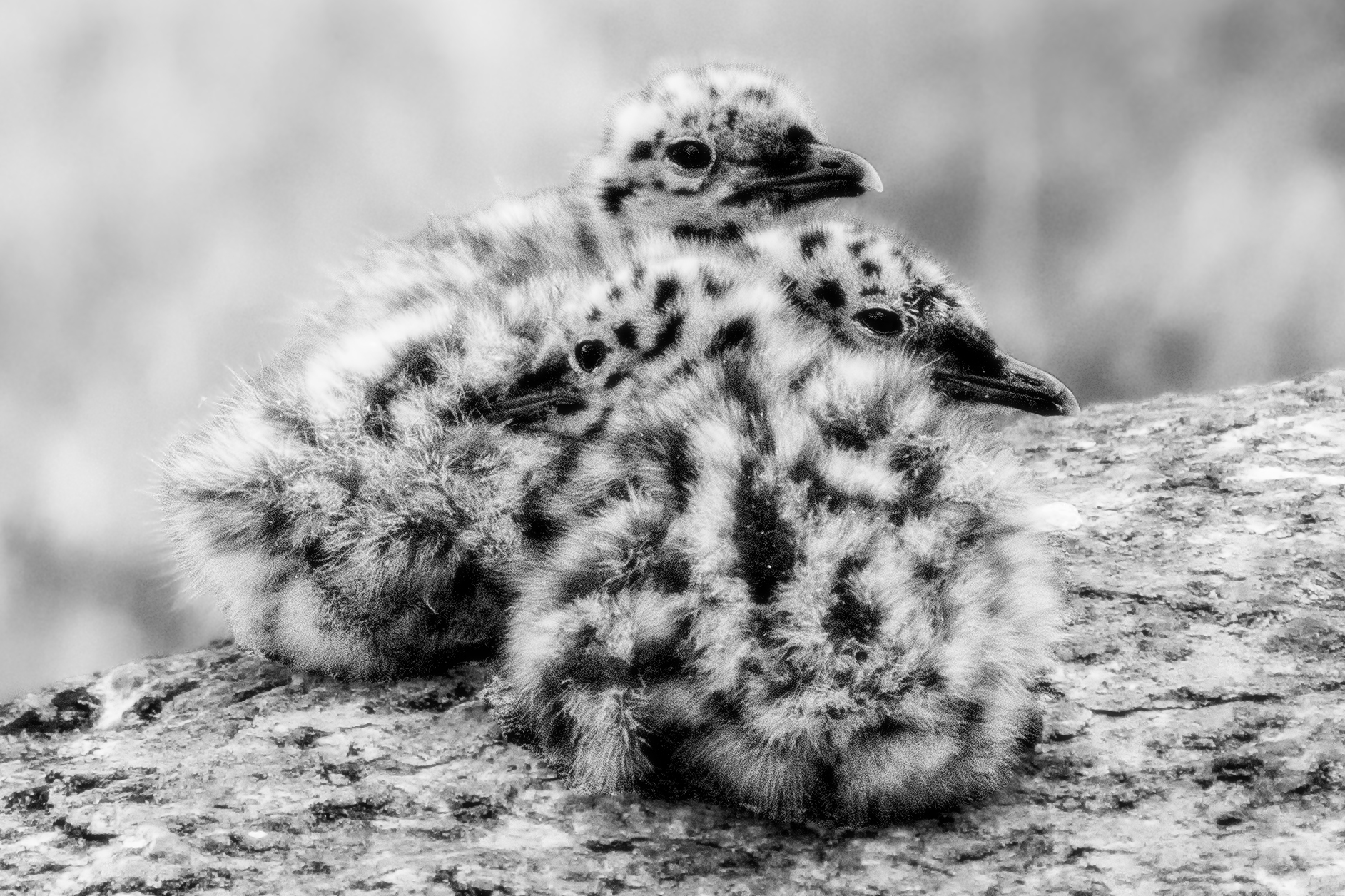 Three little birds...