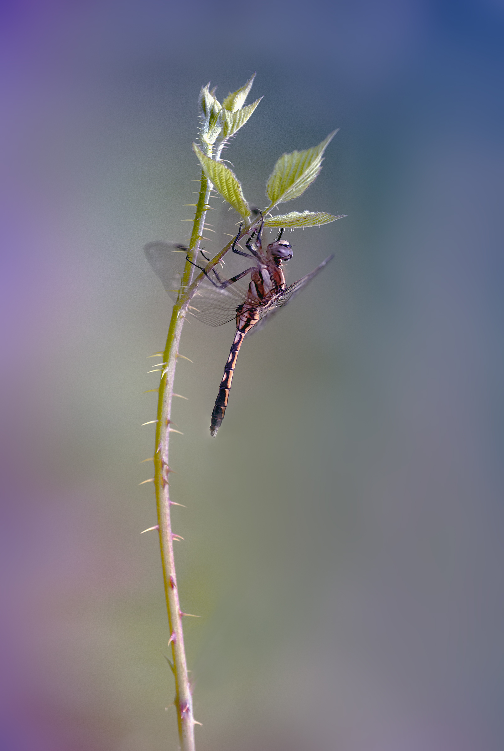 Orthetrum albistylum