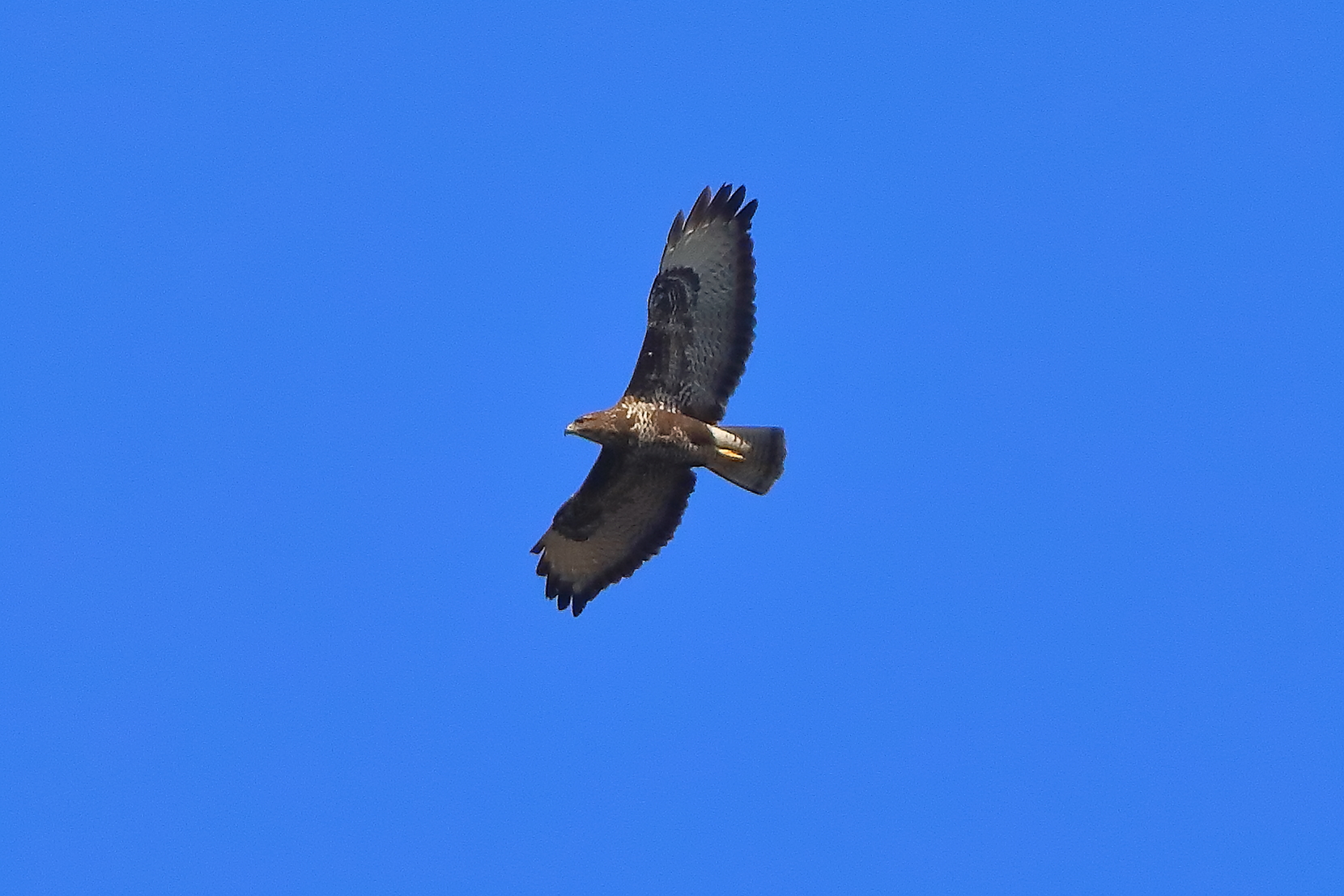 Poiana 08 marzo 2025 - 0039