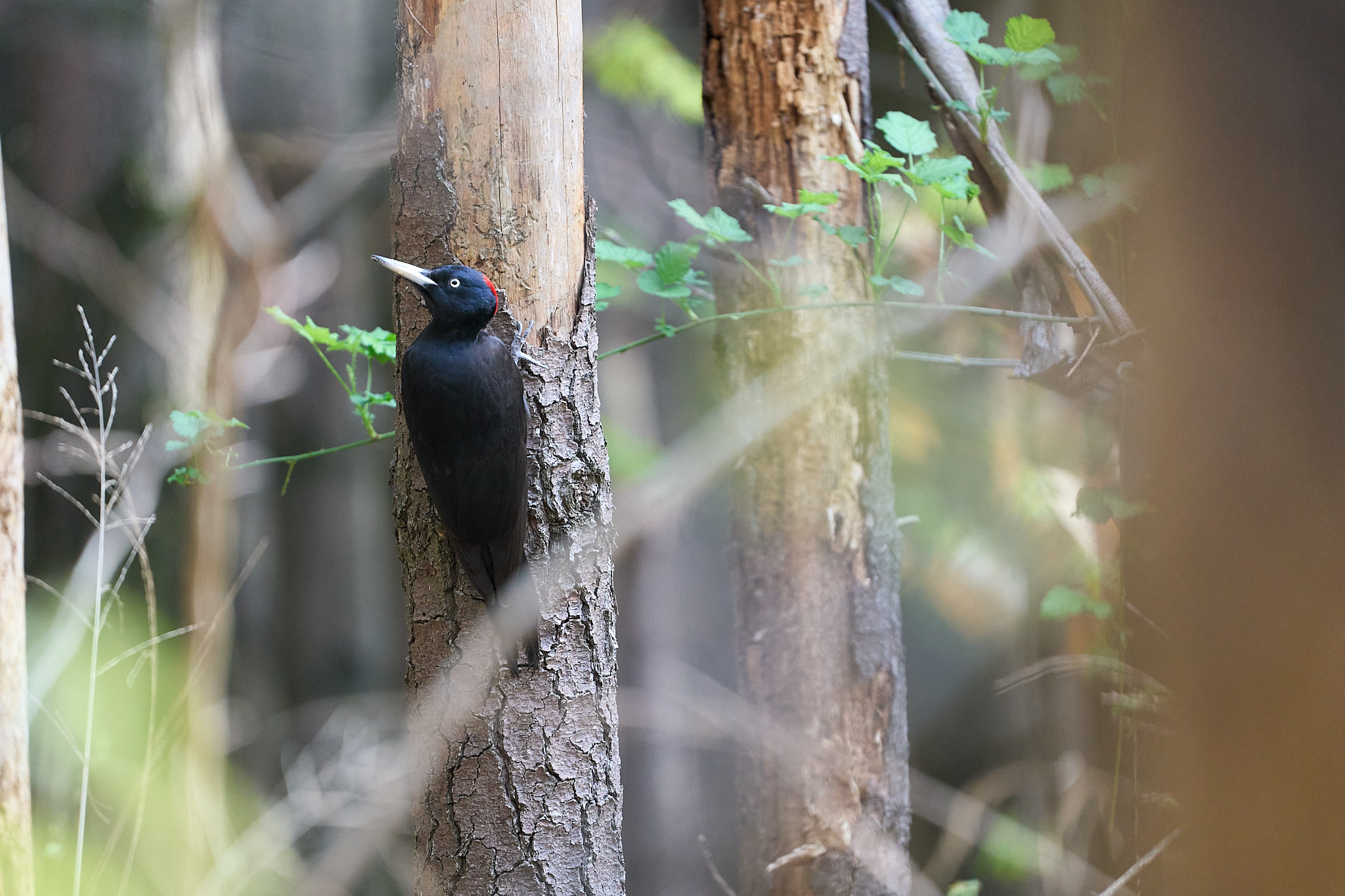 Black woodpecker