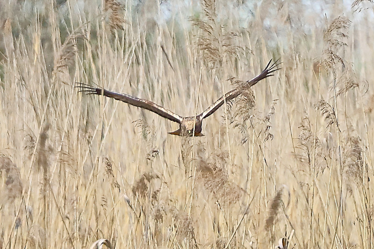 Falco di palude M 05 aprile 2025 - 0235