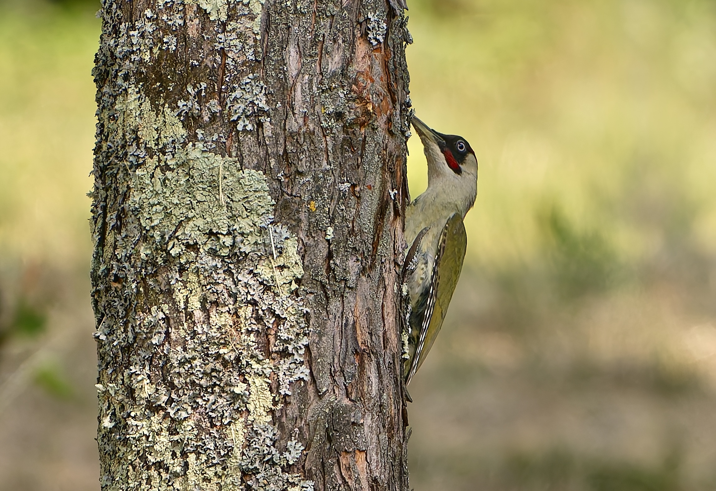 Il picchio verde del parco