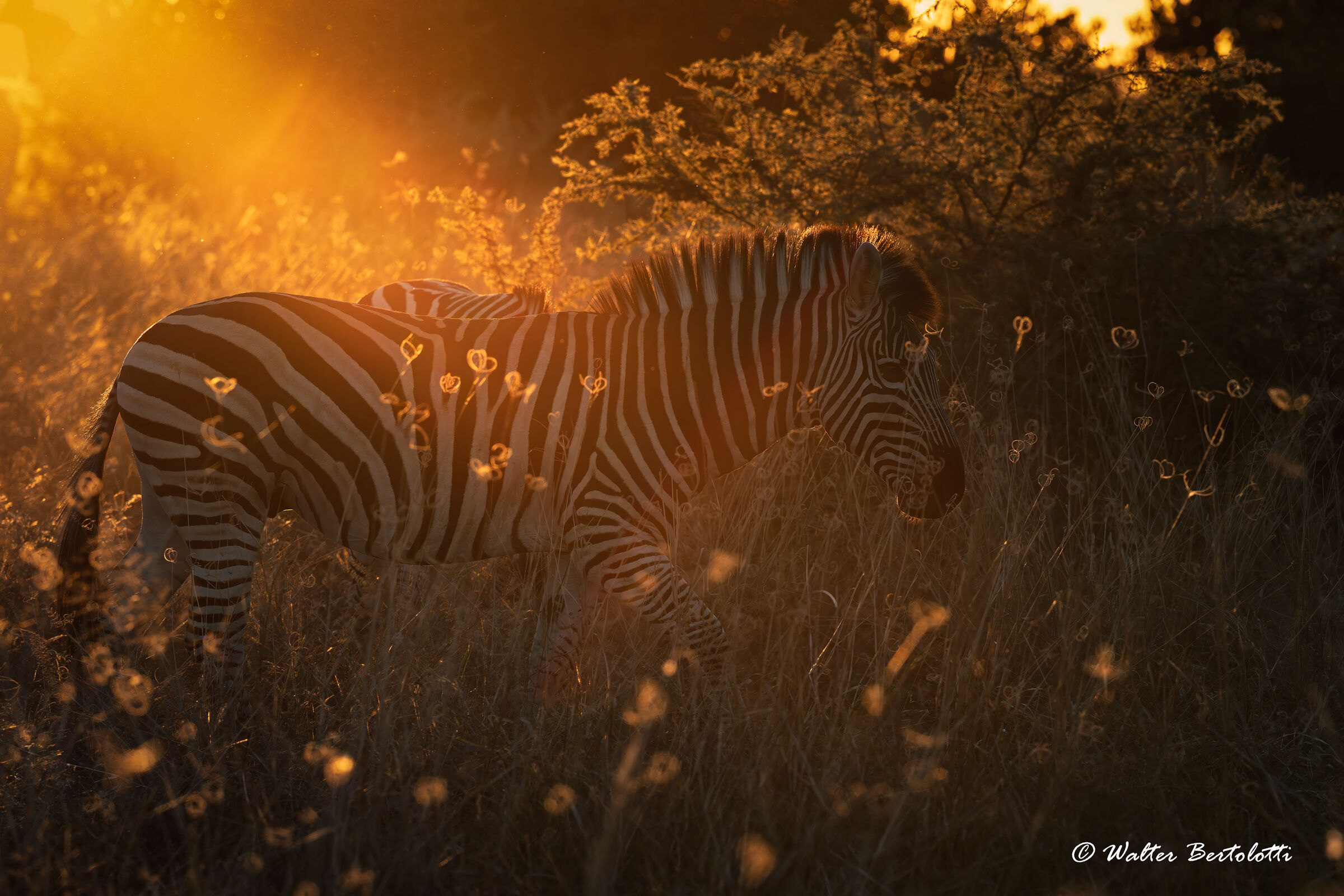 Sunset of fire