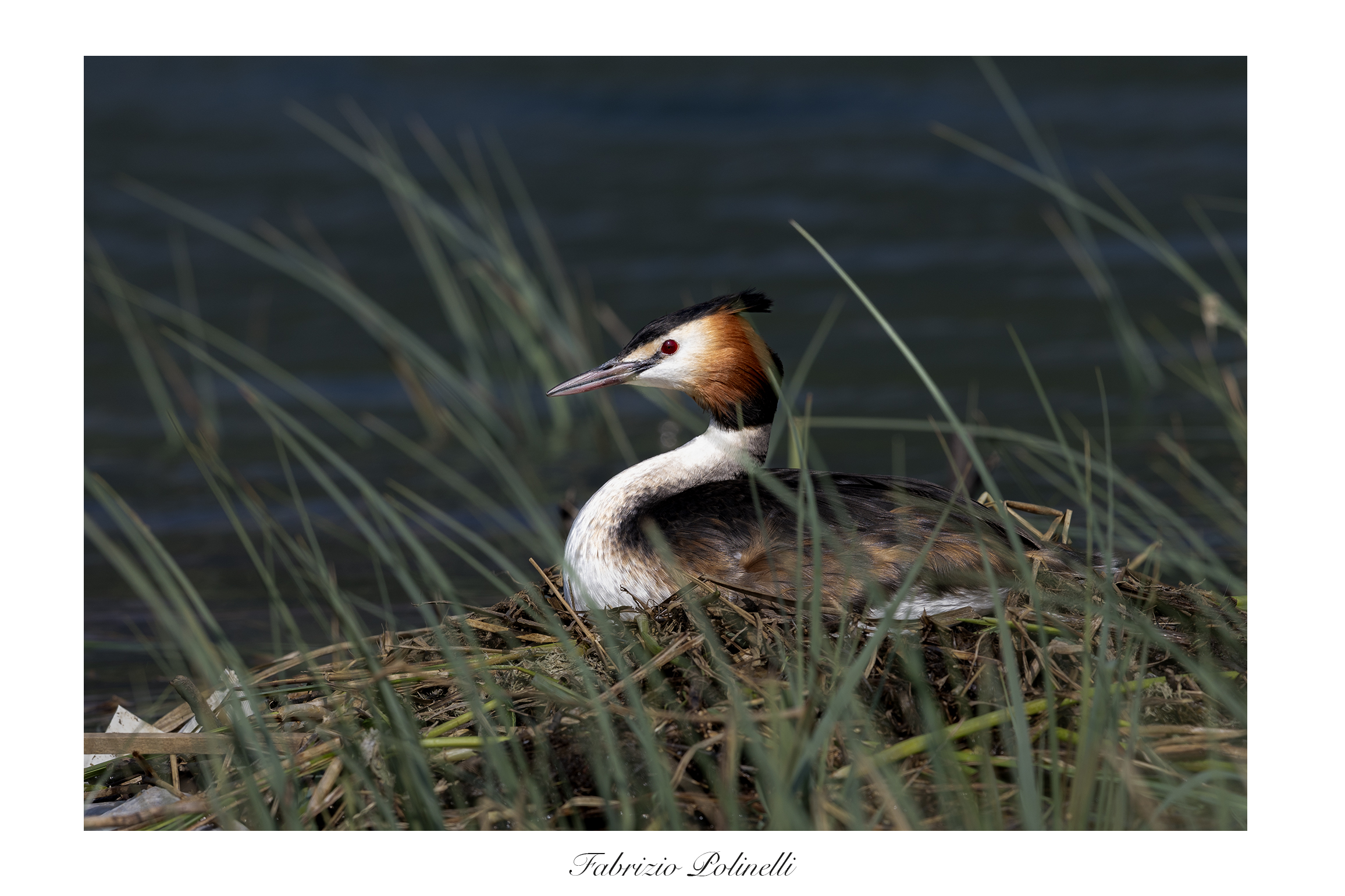 Hatching grebe