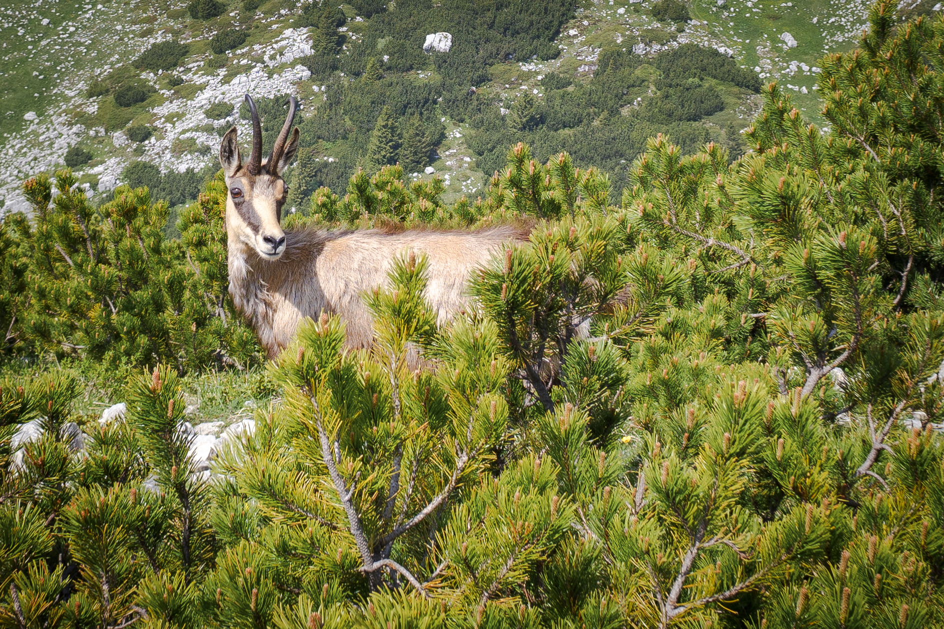 Suede and Mountain Pine