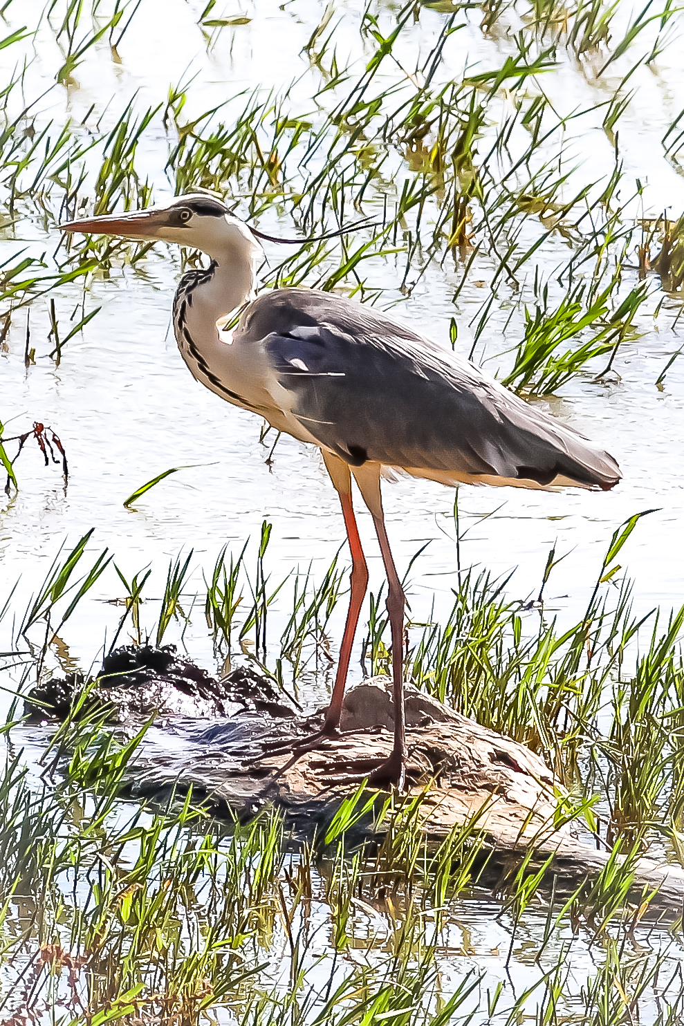 Grey heron